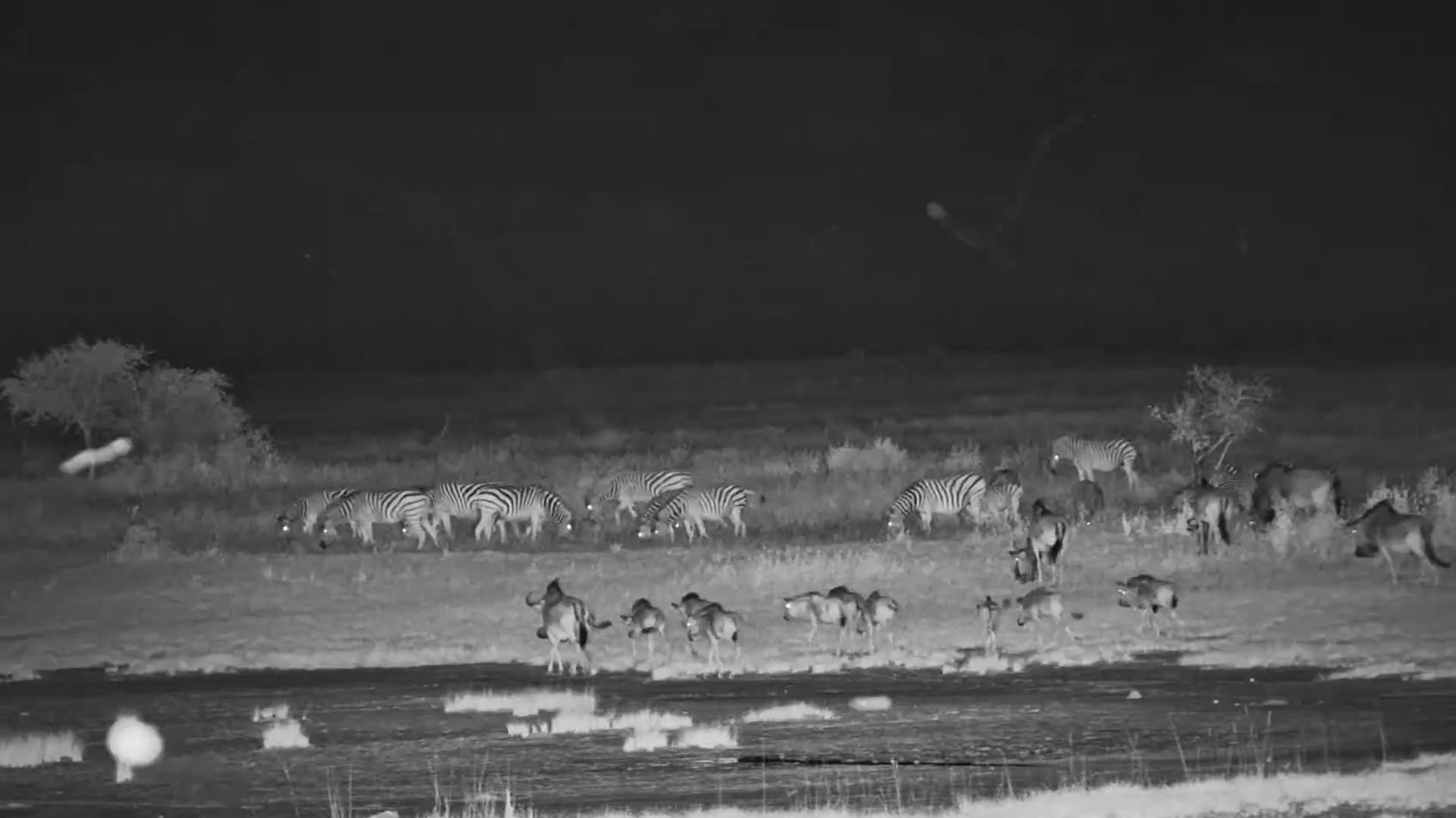 The Classic Combo of Zebra and Wildebeest