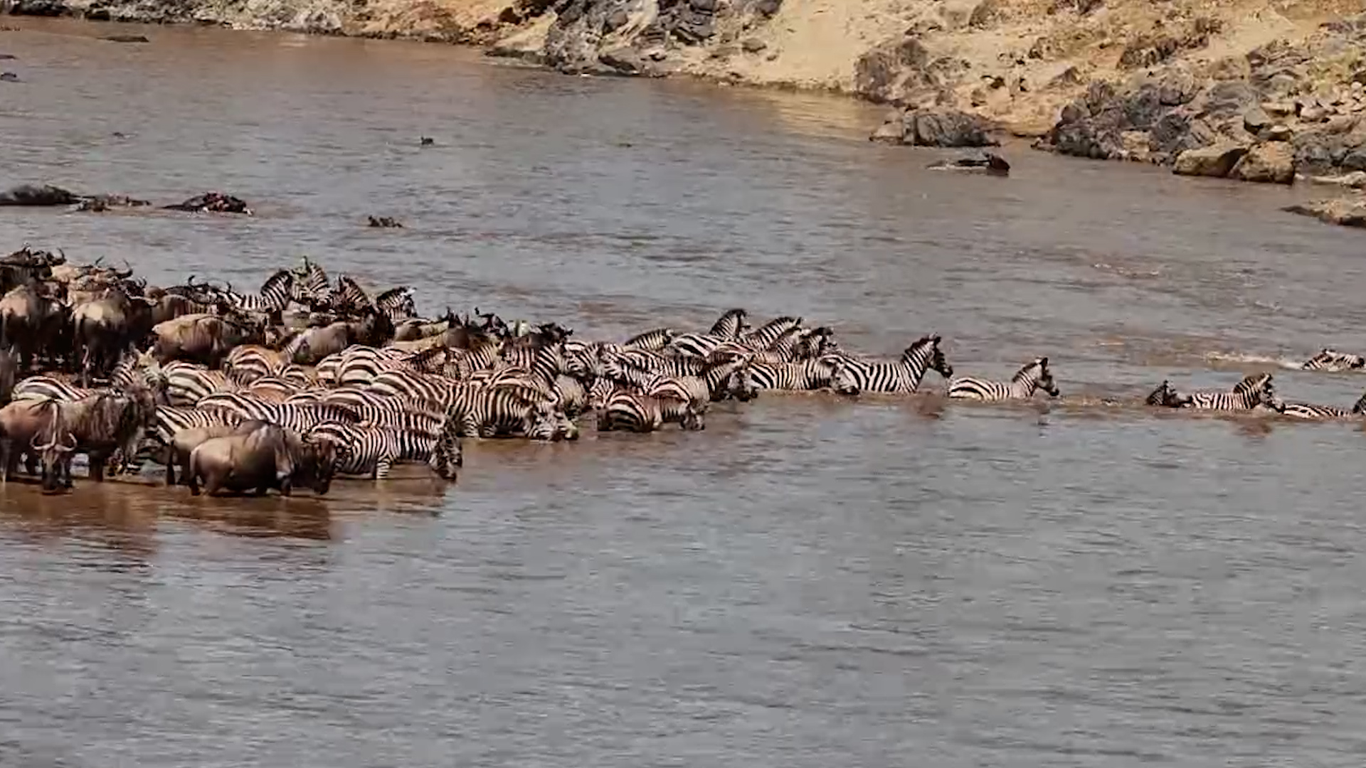 Wildebeest Cross the Mara... Then a Crocodile Strikes!