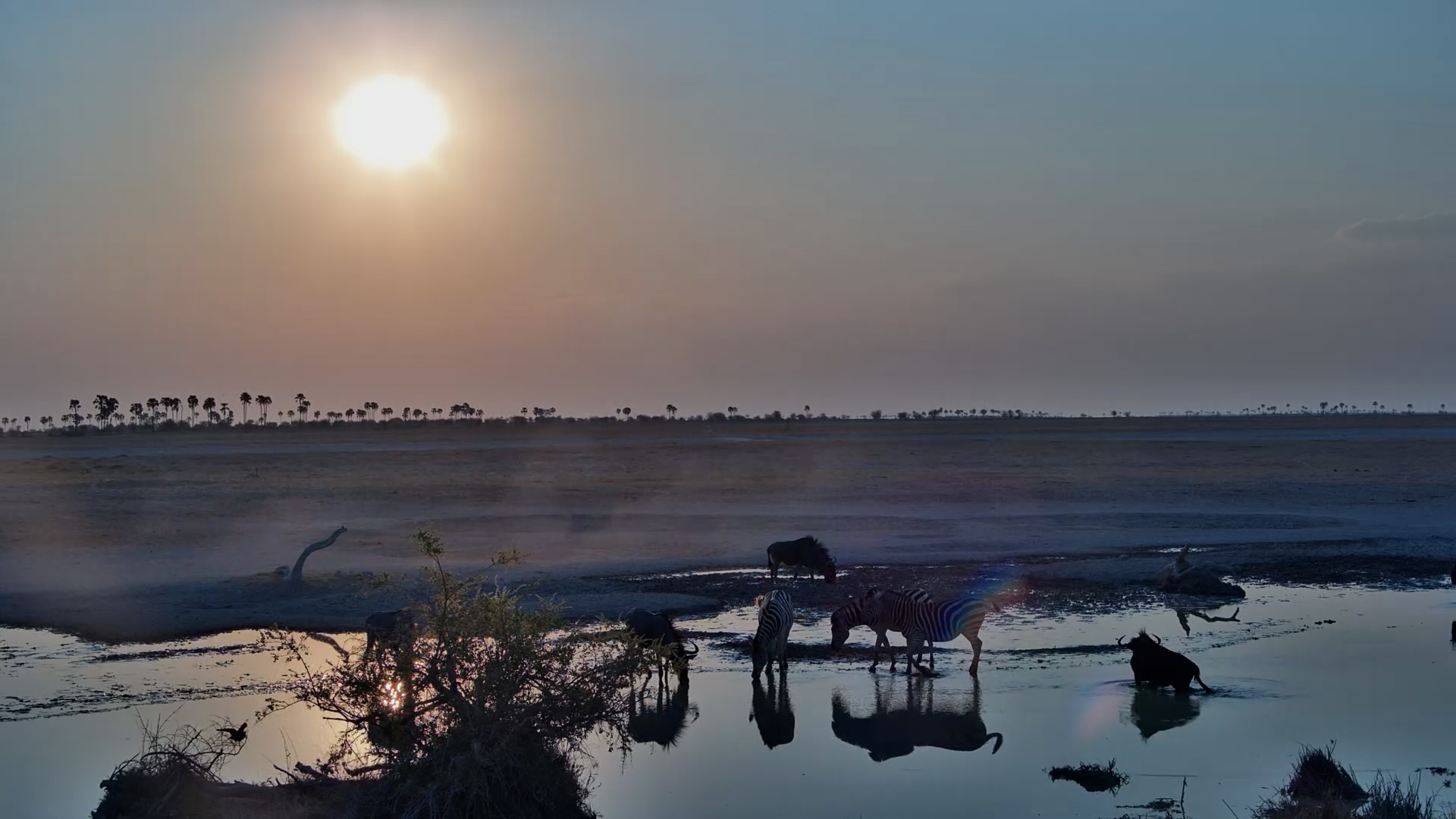 Zebra and Wildebeest Drink at Sunset