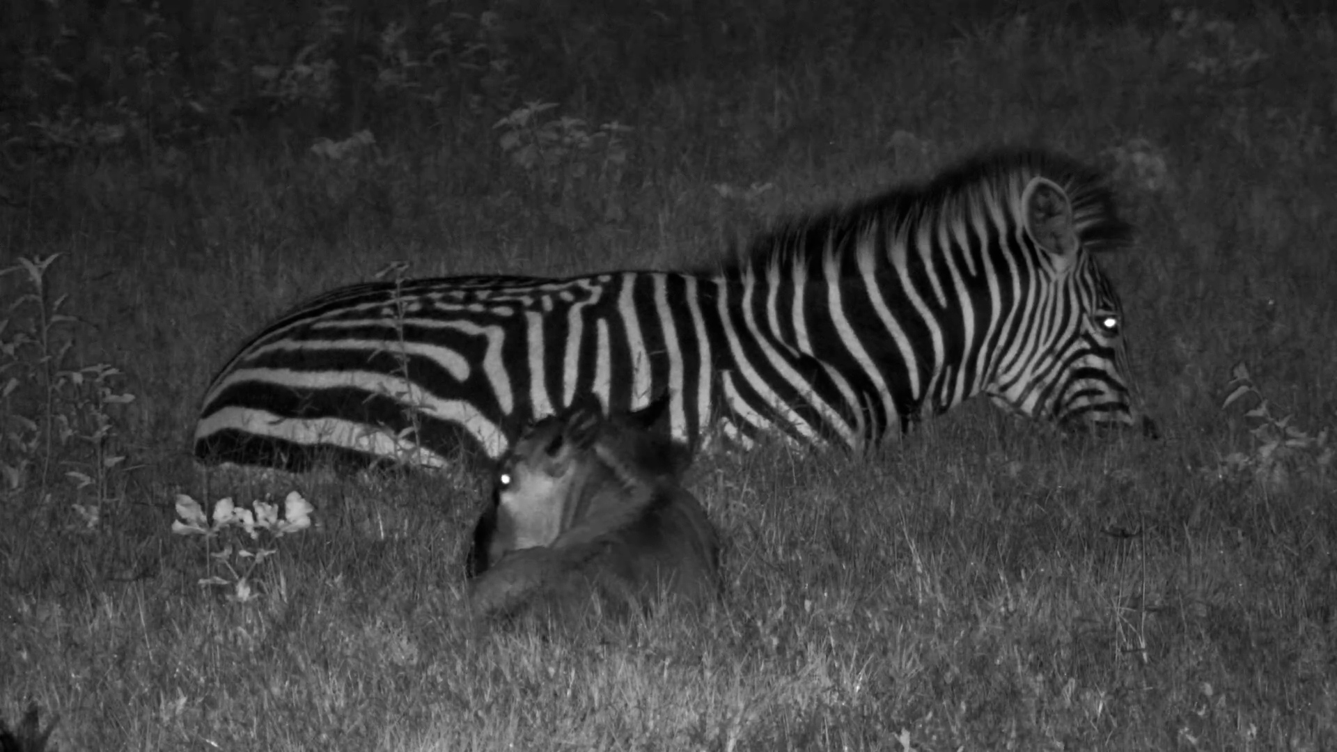 Wildebeest Calf Rests by Zebra at Night