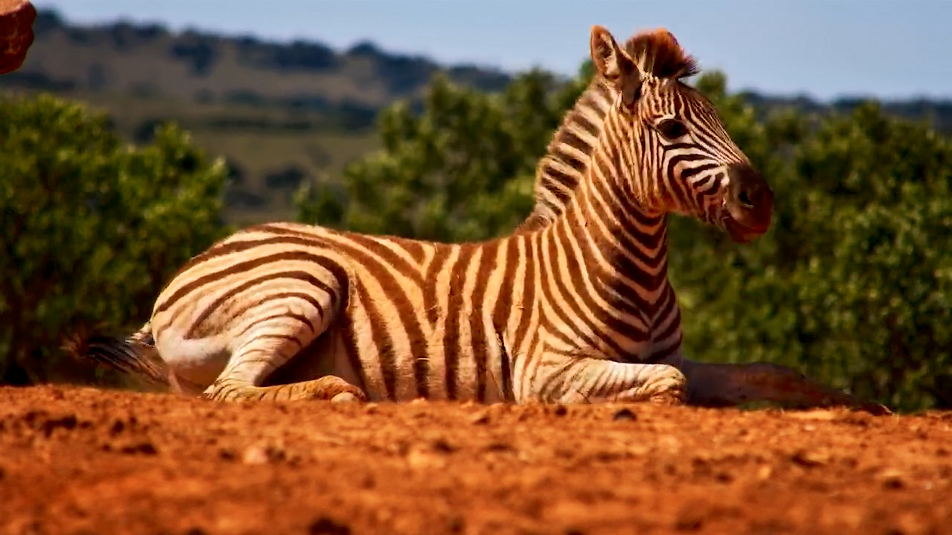 Zebra Foal Relaxing by the Waterhole