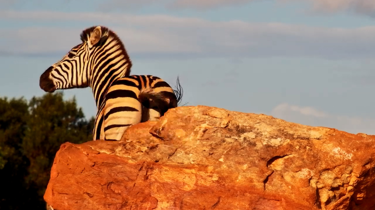 Zebras Discover the Ultimate Bum-Scratching Rock
