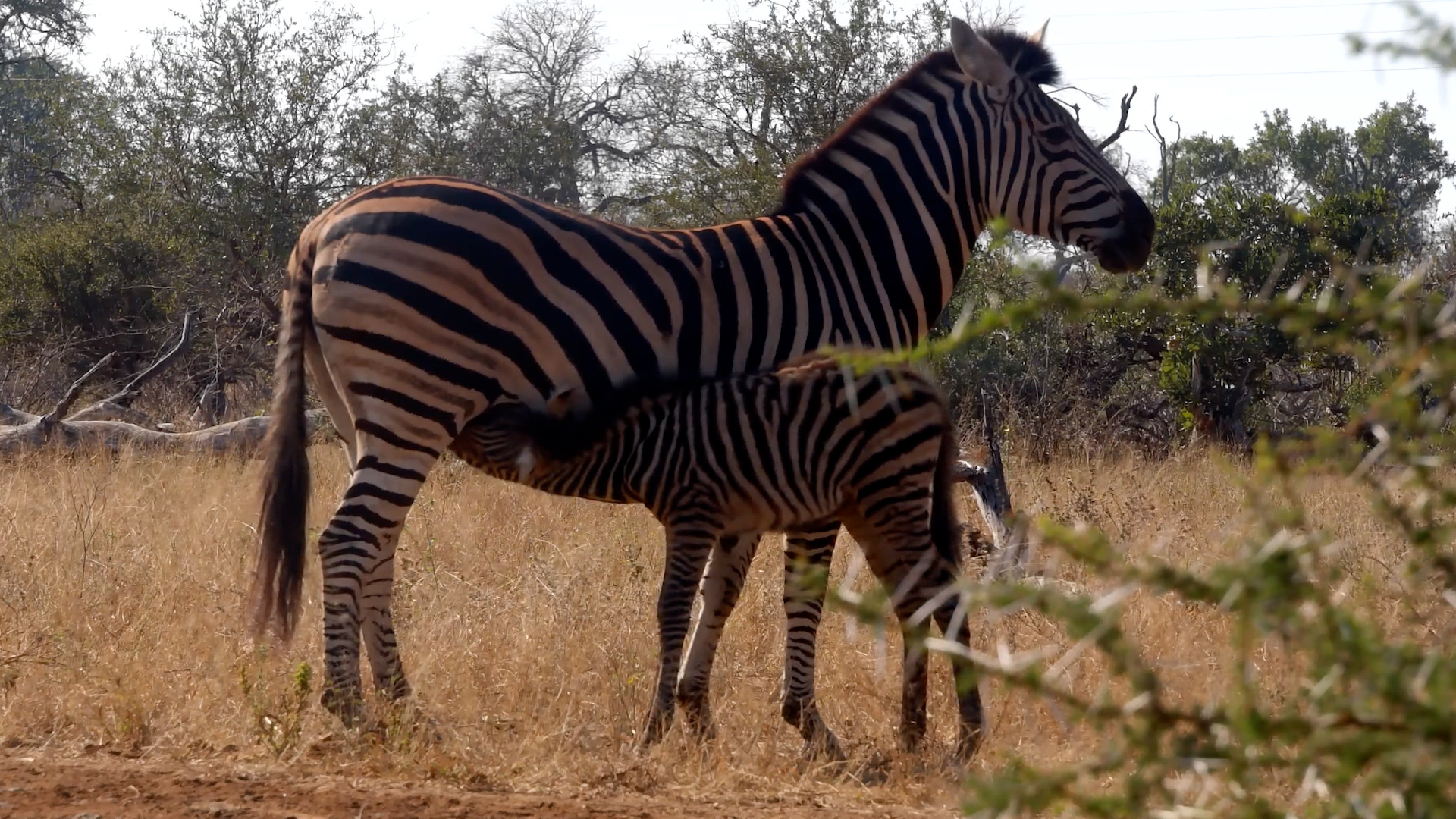 The Sweet Side of Zebra Life