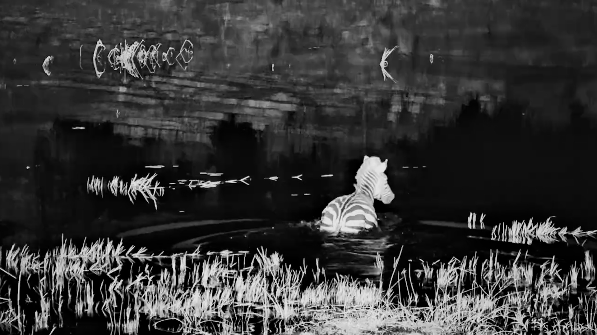 Lone Zebra Faces a Dark Crossing