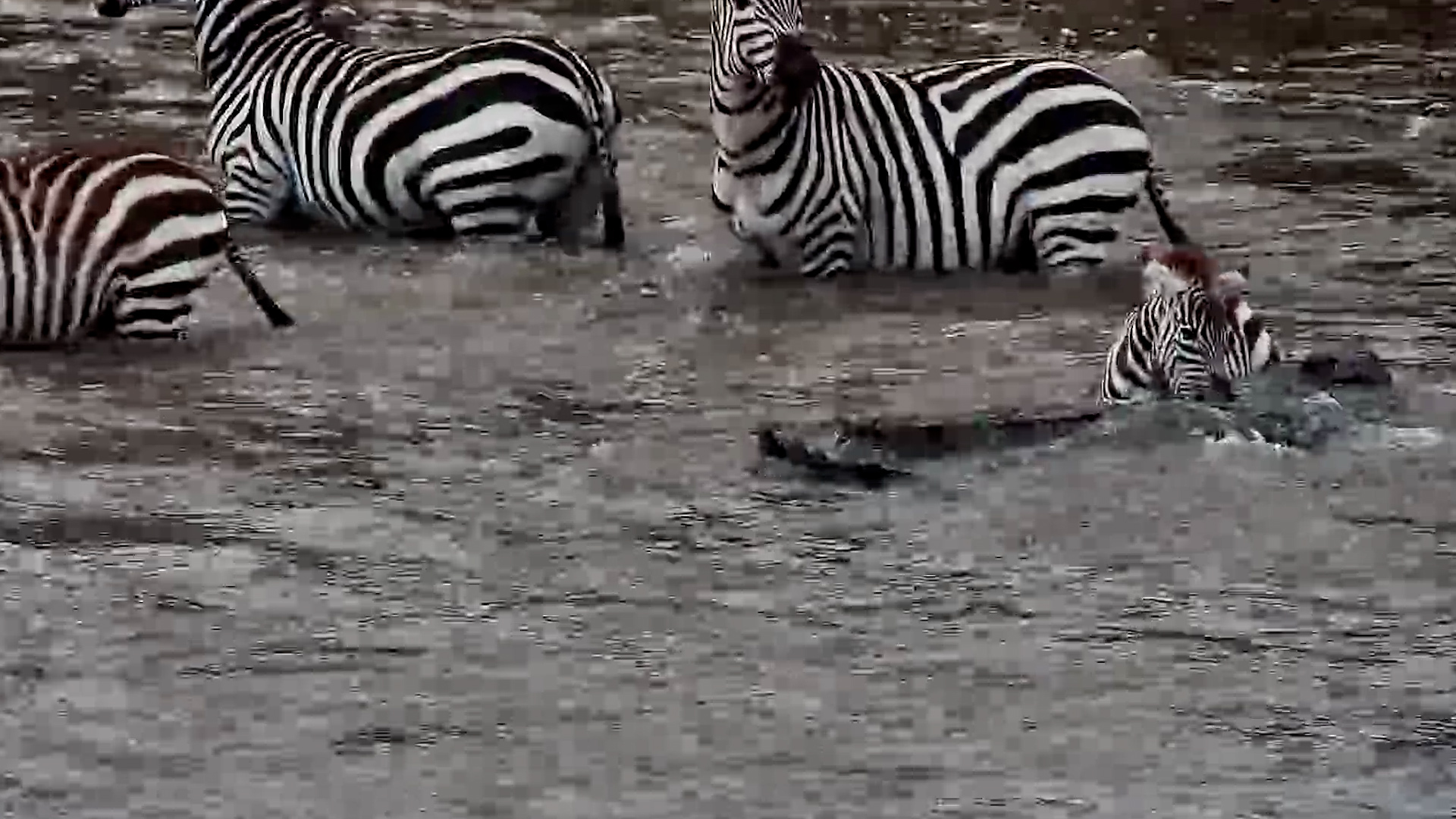 Baby Zebra Fought Until the End