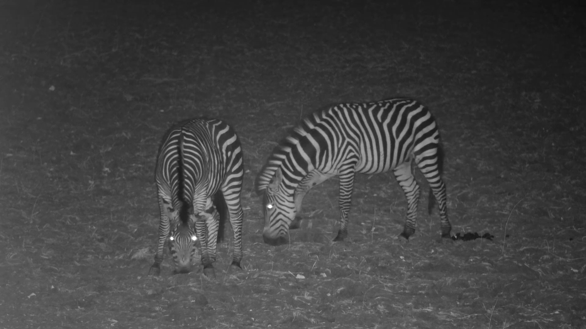 Zebras Grazing Under the Night Sky