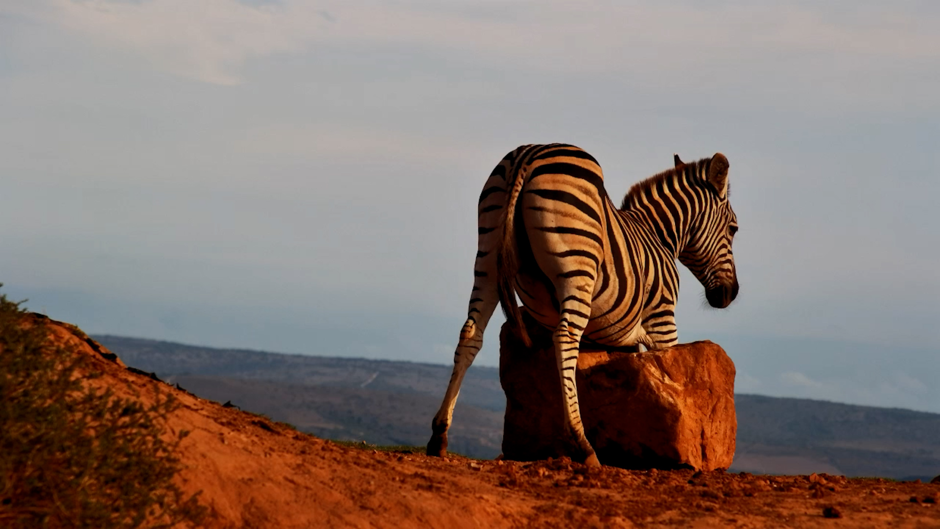 Zebra’s Solo Scratch Session!