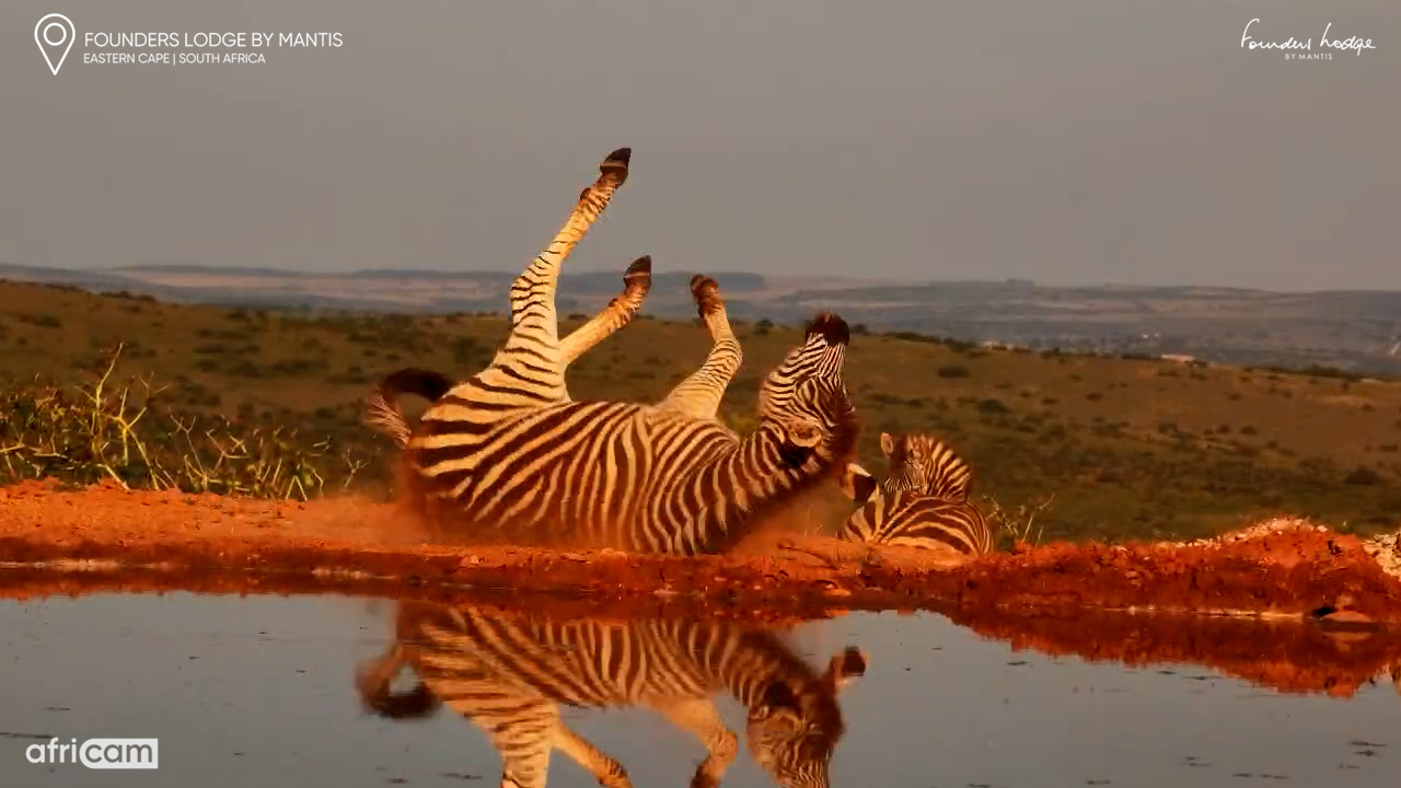 Zebra Enjoys the Full Dust-Spa Treatment