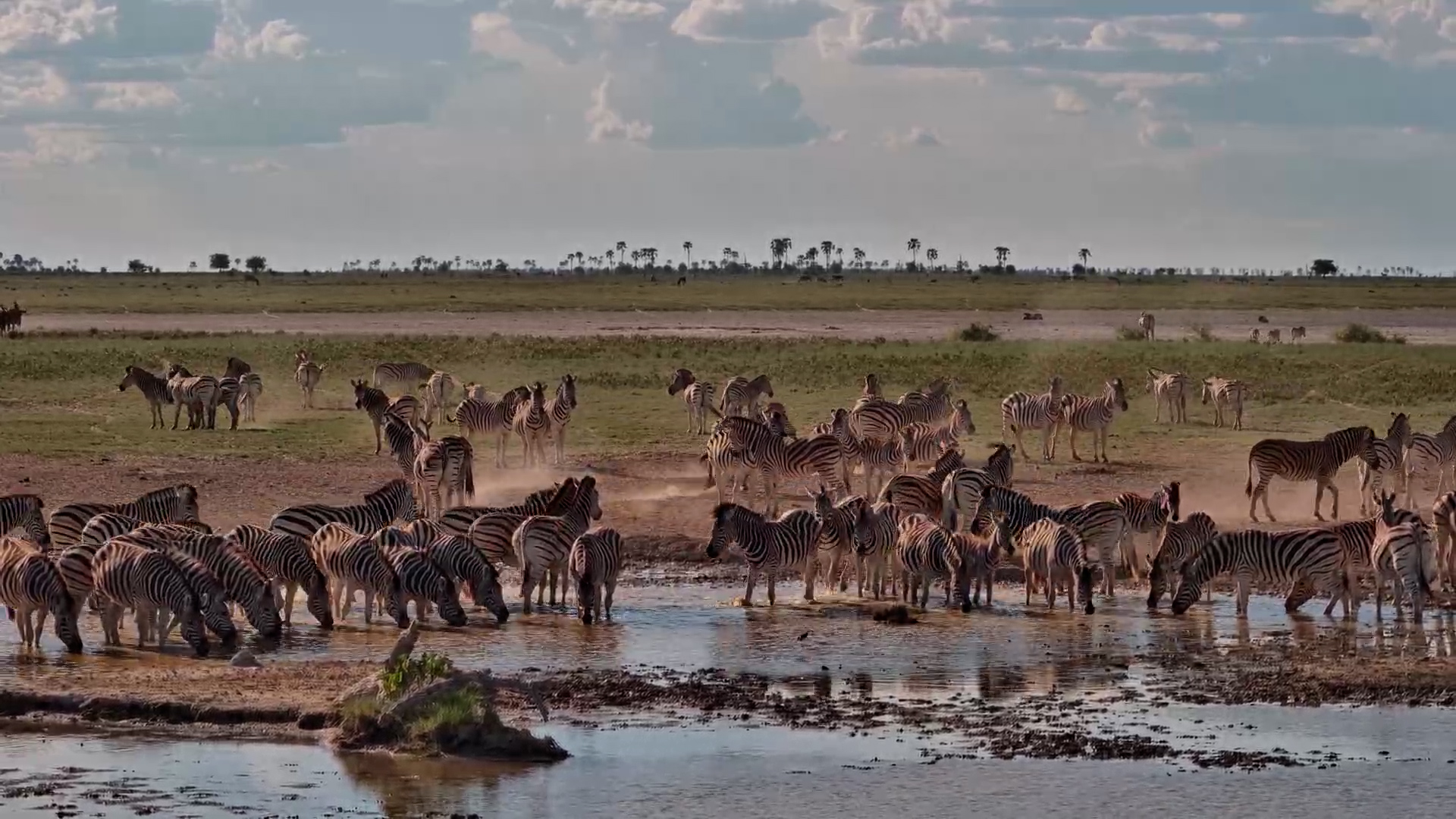 Zebra Herd Arrives at Jack’s Camp Waterhole