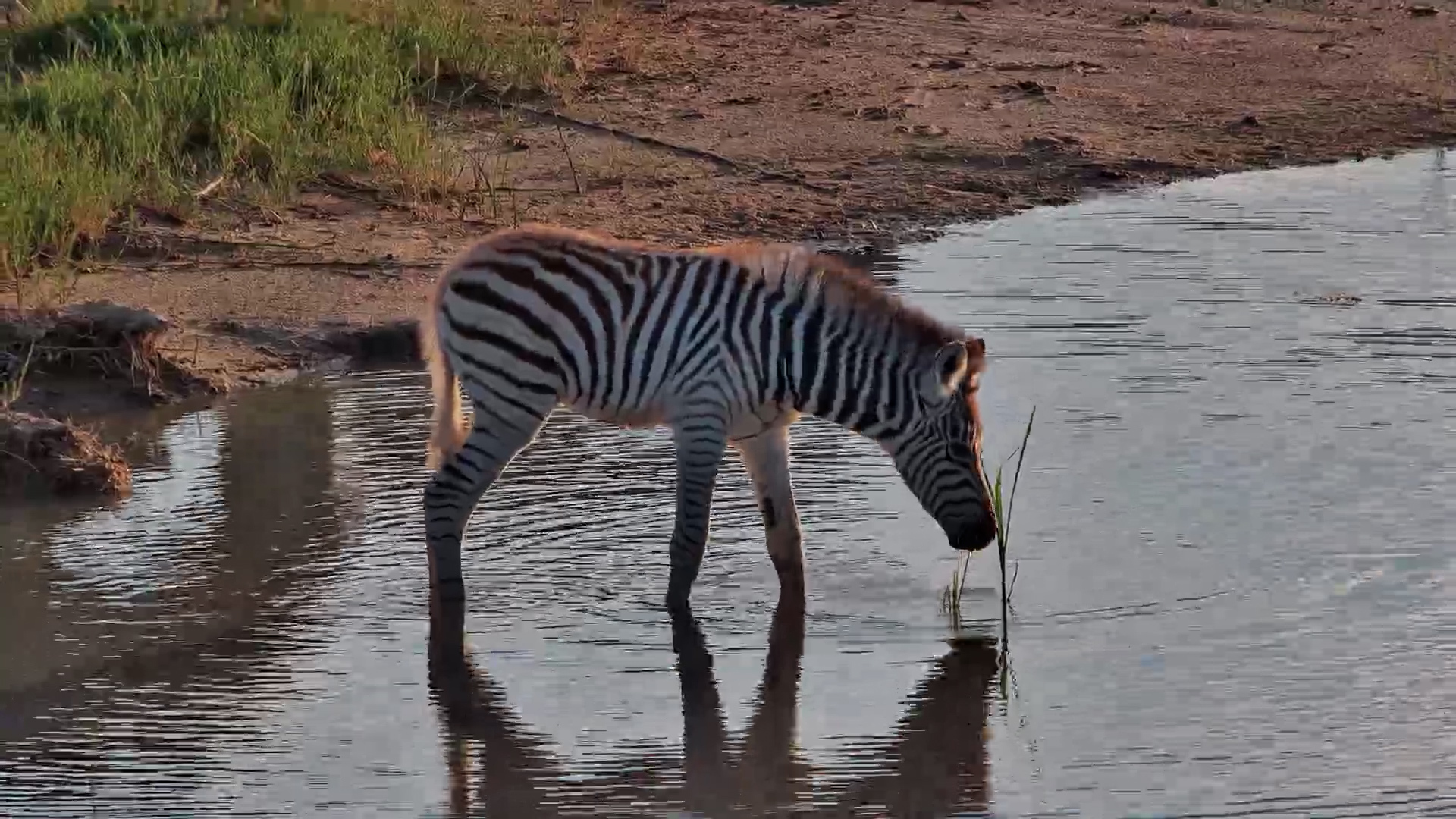 A Zebra Foal at Jack's Camp Takes Some Brave Steps