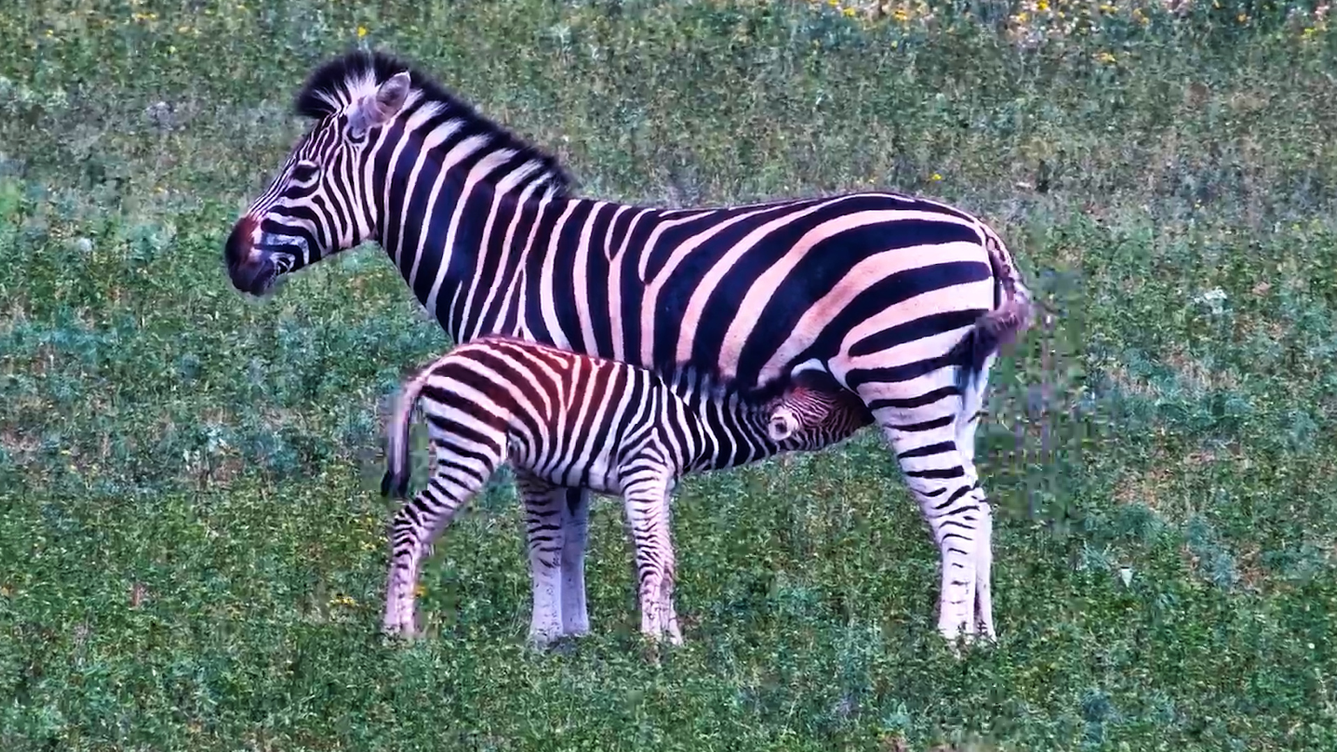 Zebra Foal Nursing