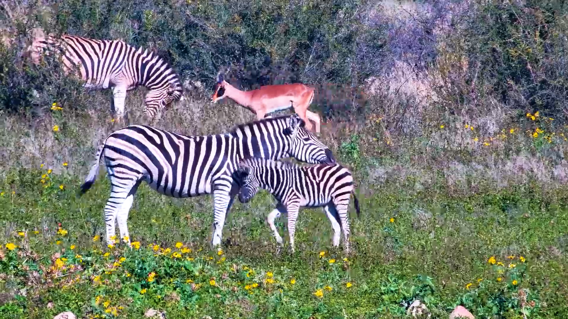 Foal Stays Right by Mum’s Side