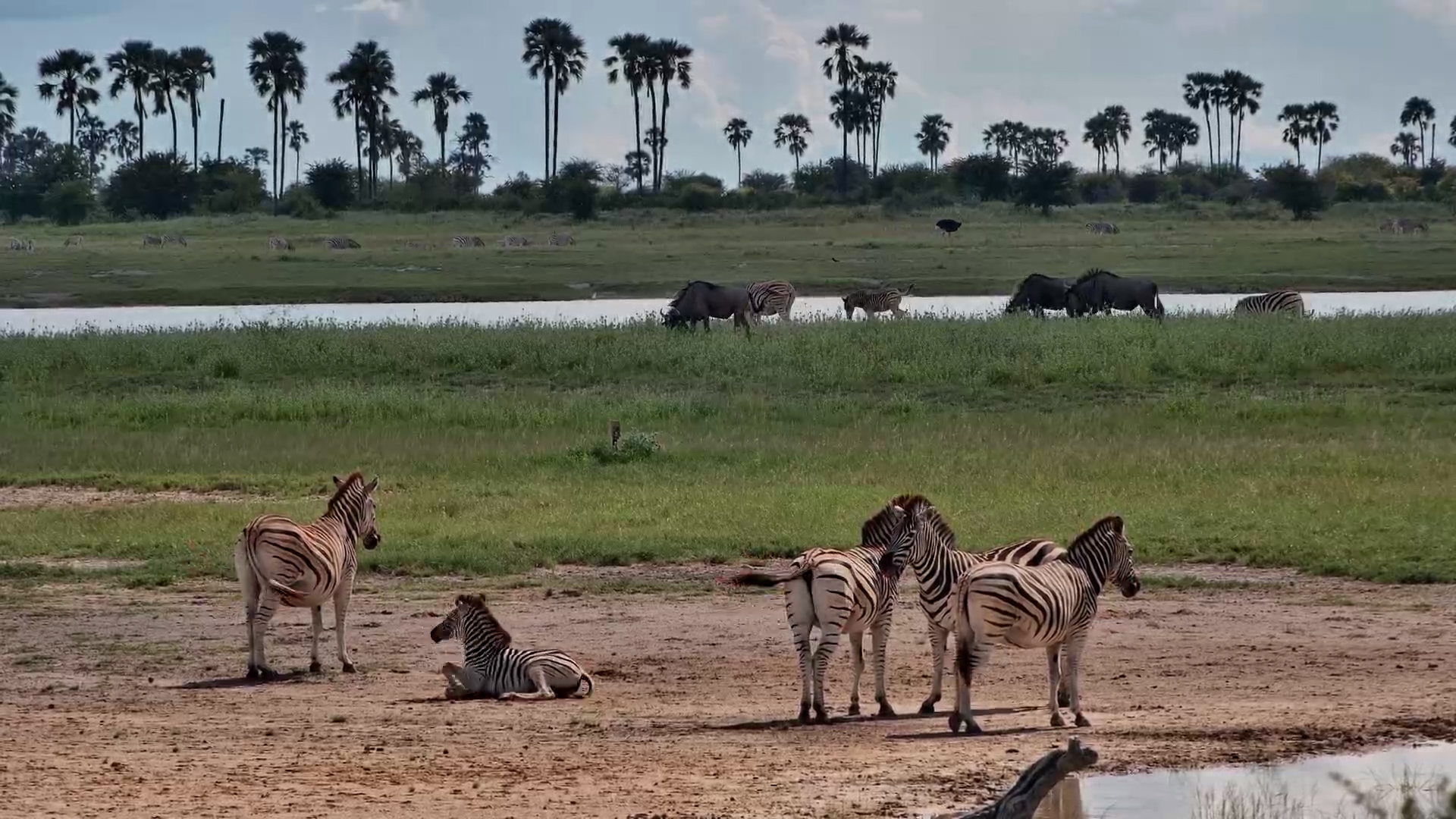 Peaceful Moments: Zebras Relaxing at Jack’s Camp