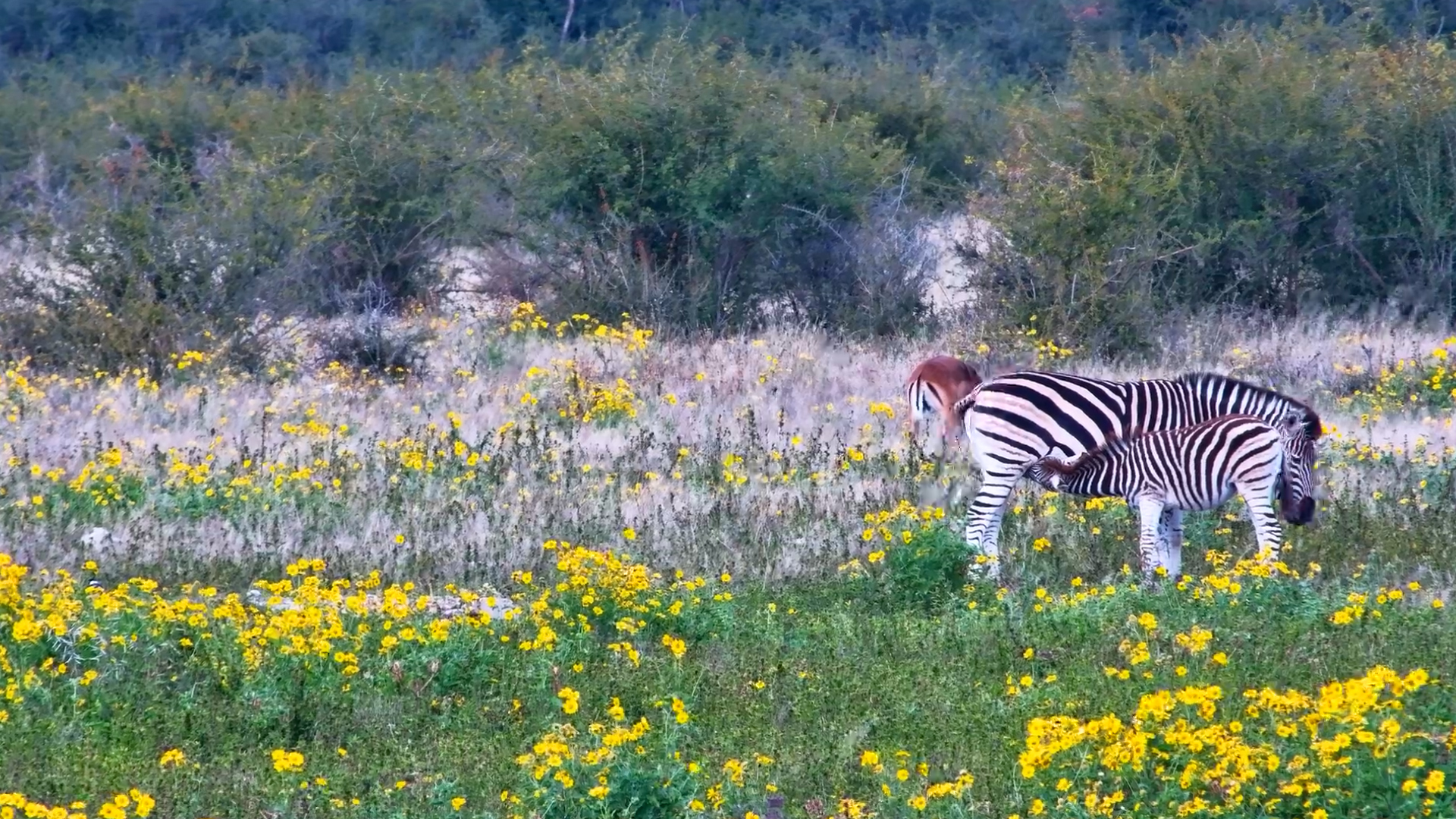 Zebra Foals and Yellow Flowers Create the Perfect Scene