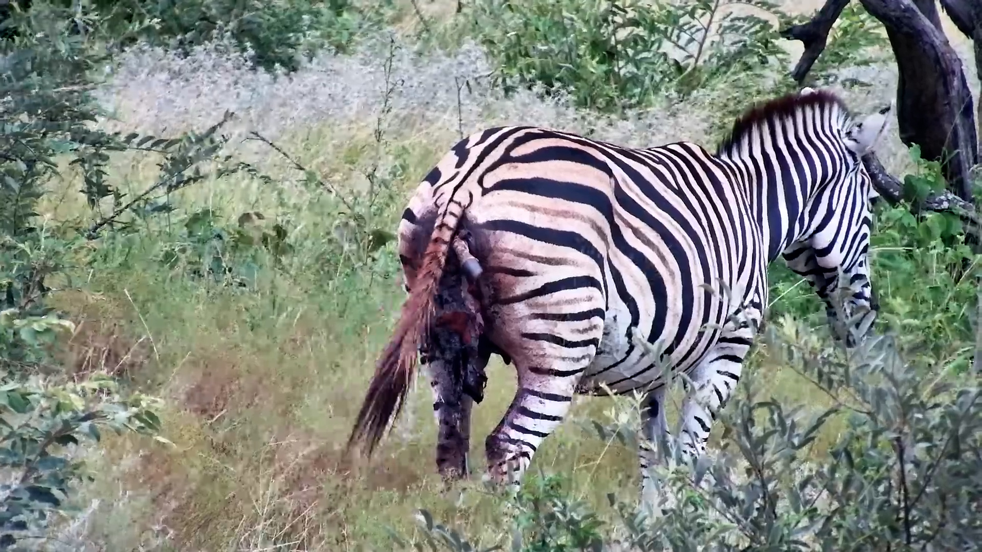 Life and Loss: Zebra Birth Captured on Camera