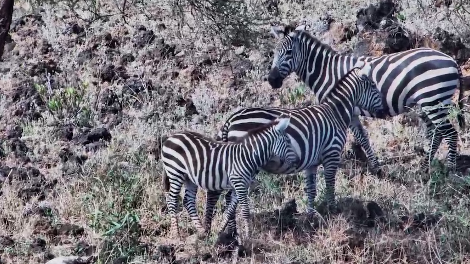 Watchful Zebra Mother at Finch Hattons