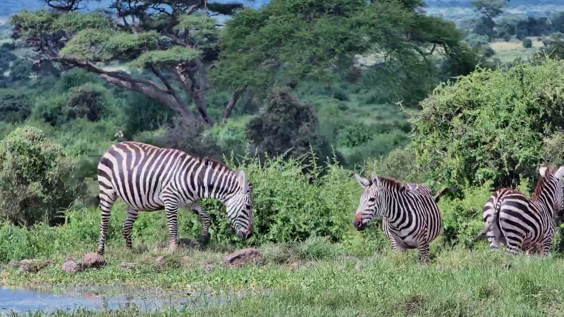 Zebras Hang Out at Tortilis