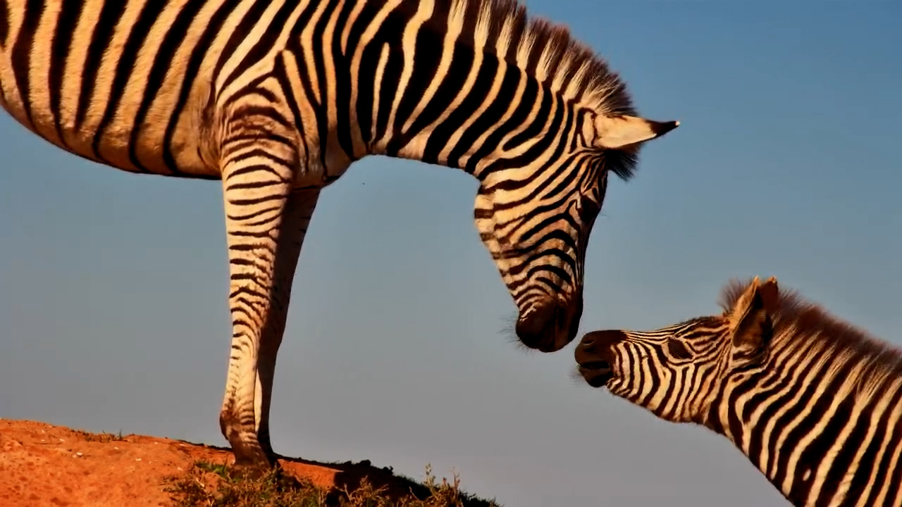 Zebra Foal Had to Check In With Mum