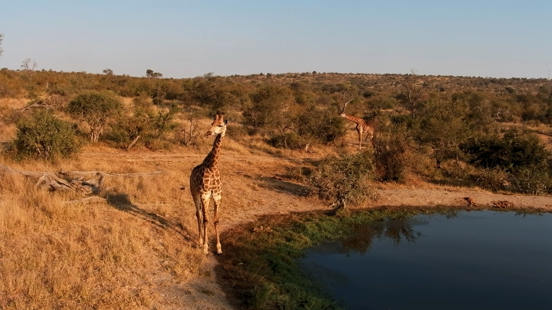 Morning Calm With a Giraffe at Rosie's Pan