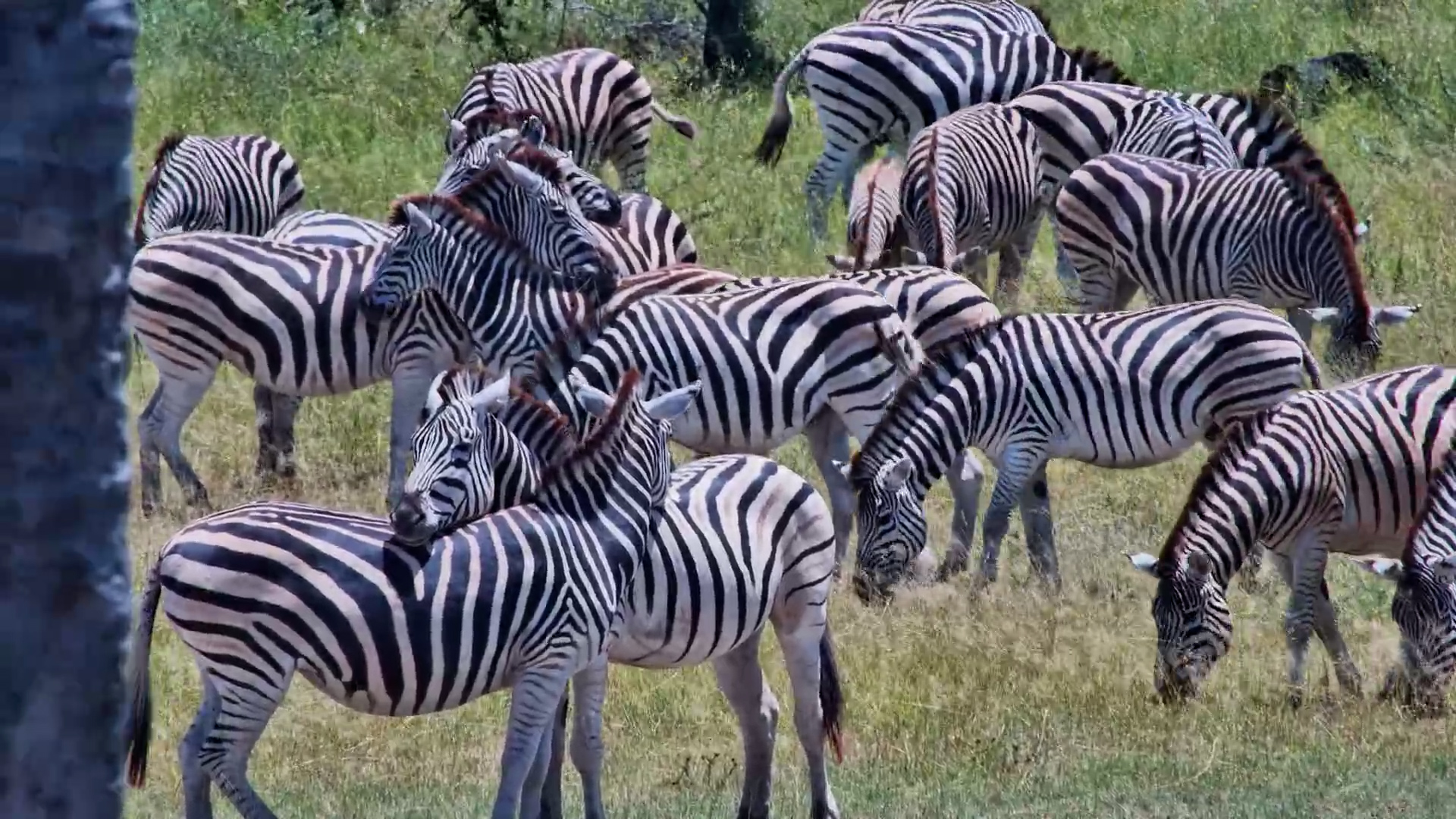 Pregnant Zebra Among the Herd