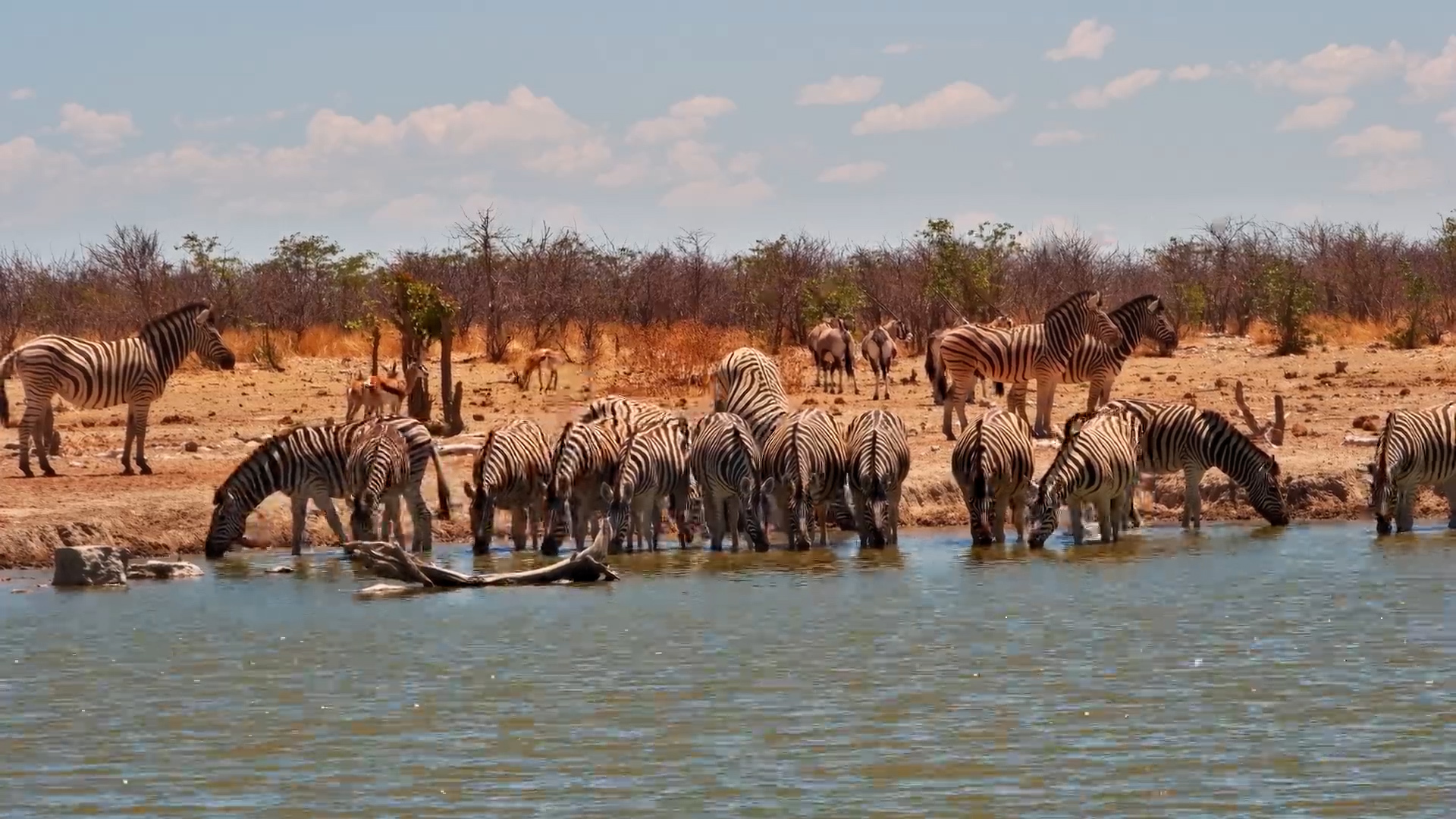 Dusty Arrival: Zebra Dazzle Drinks at Safarihoek
