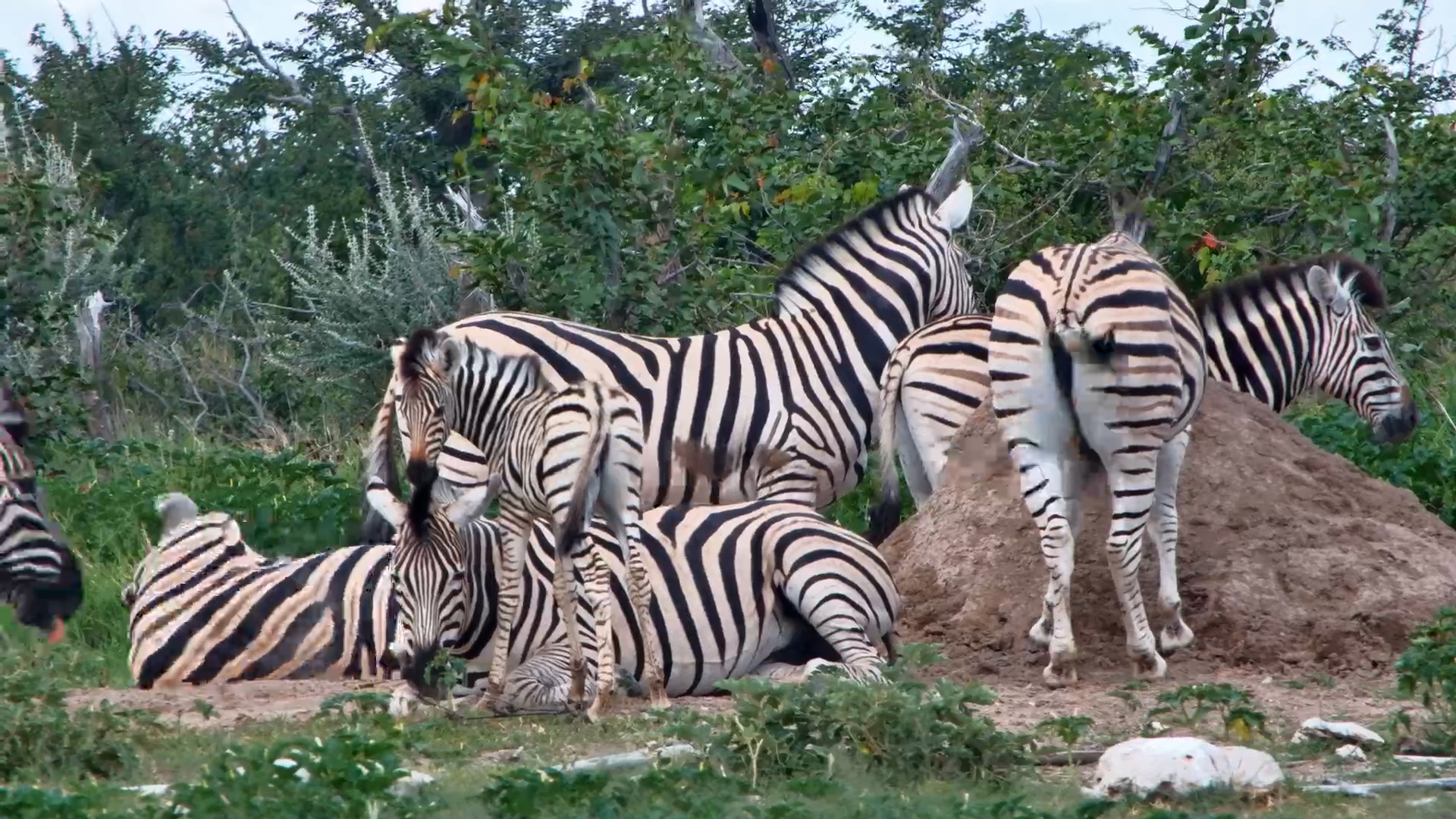 Zebra Chill Time - Relaxing by the Waterhole