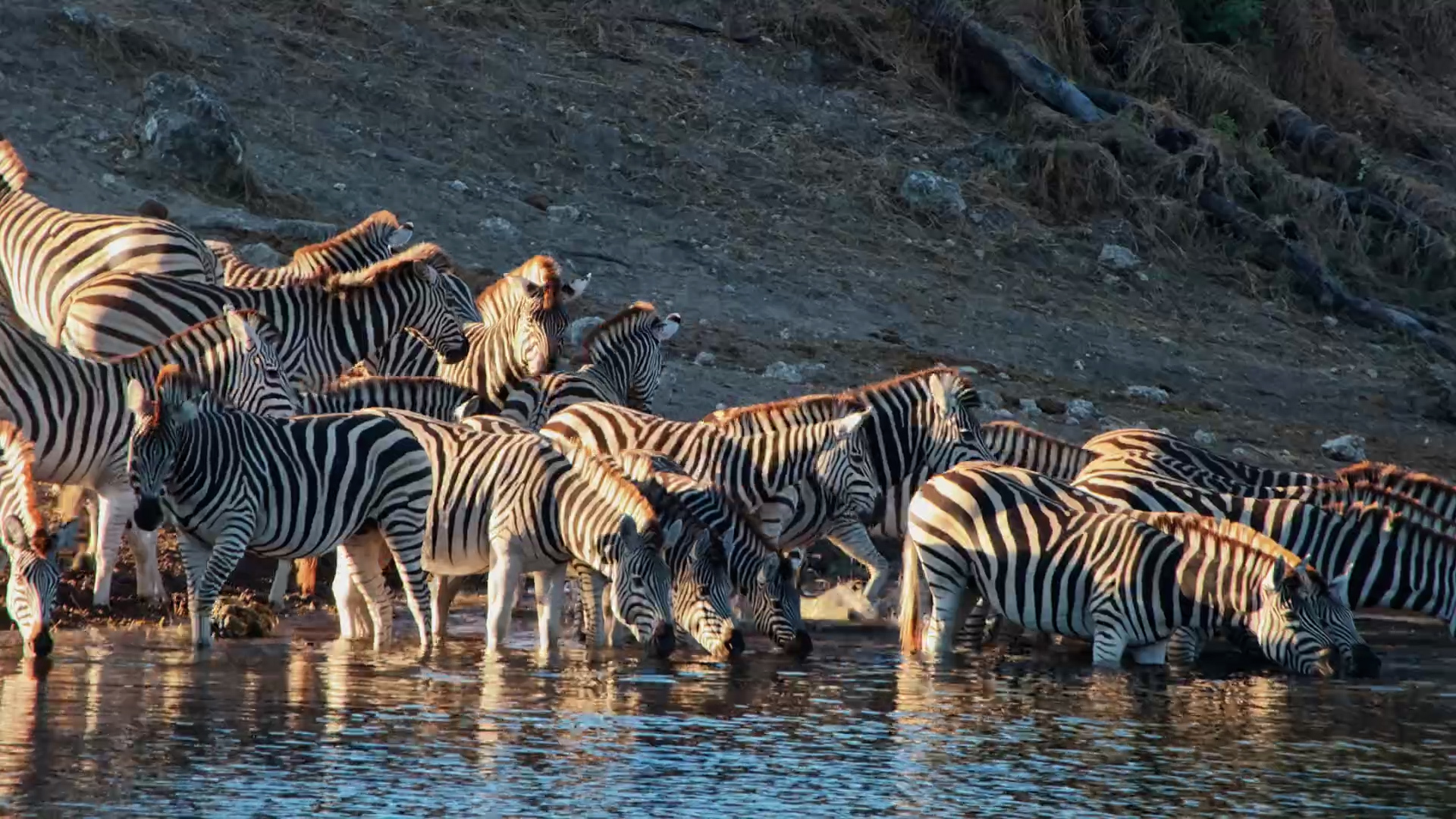 otswana's Most Beautiful Migration