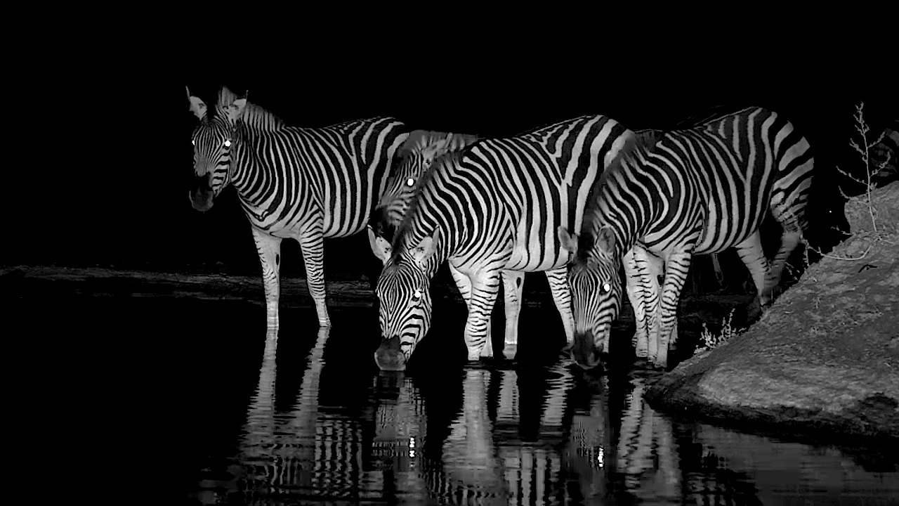 Zebras Arrived After Dark