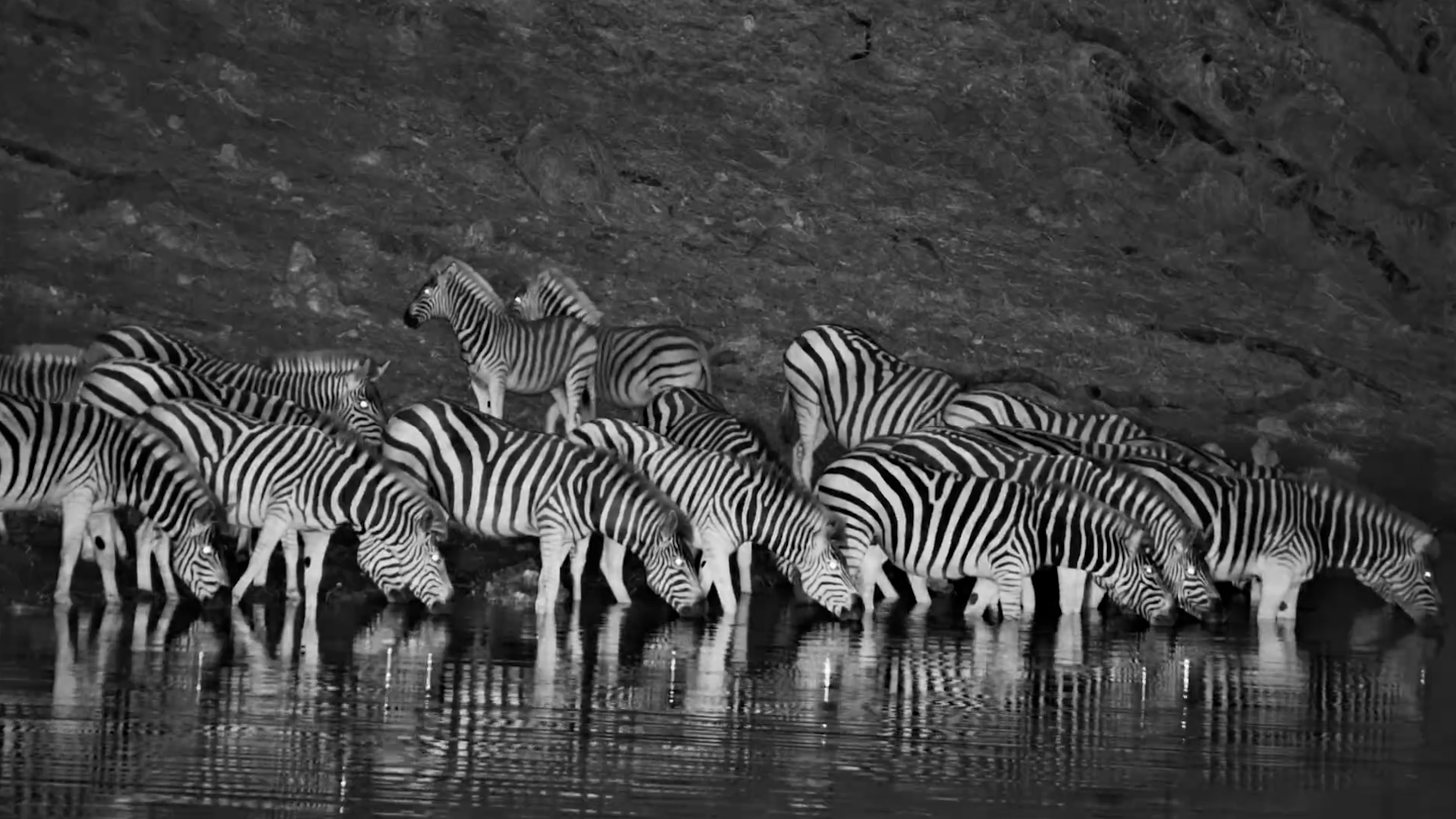 The Waterhole Came Alive With Zebras After Dark