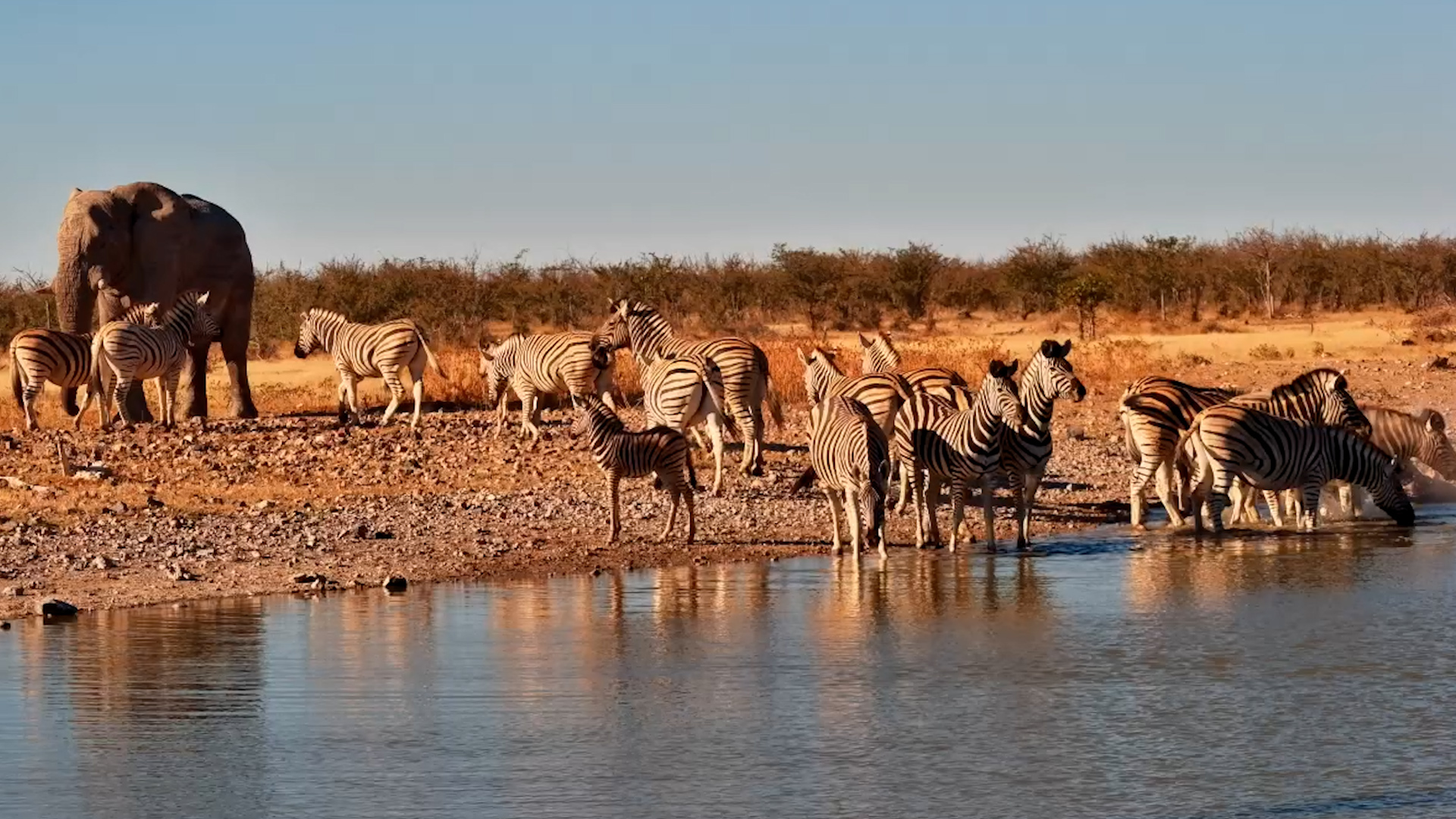 Namibia’s Finest Come to Drink