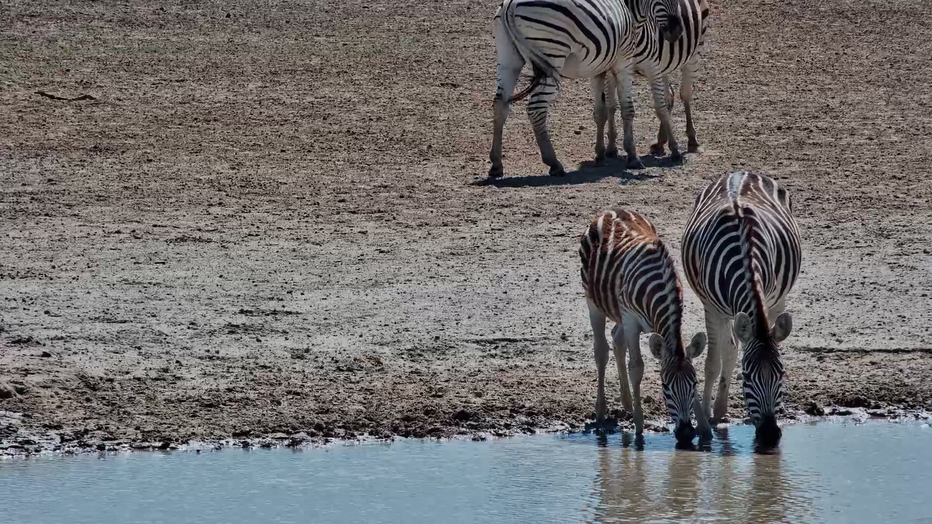 Midday Sip: Zebra Herd Drinks at Jack’s Camp