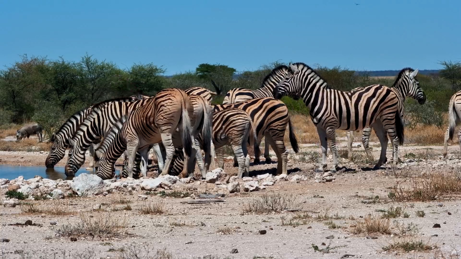 Striking Zebra Zeal Stops for a Drink at Onguma