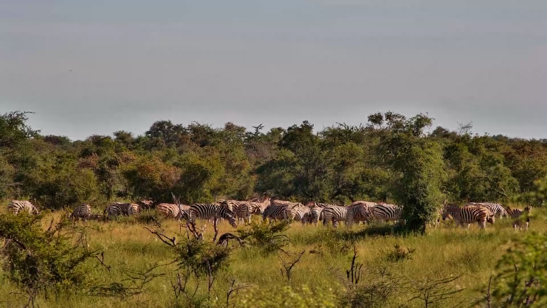 Zebras Feeding at Kalahari Salt Pan