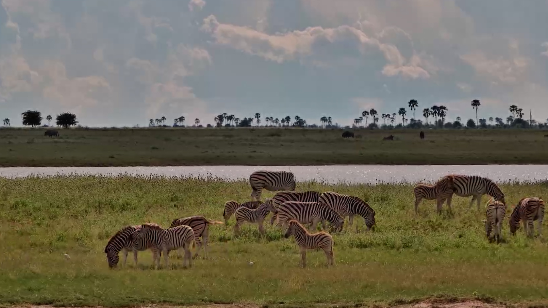 Calm Moments in the Wild… Zebra Herd at Ease