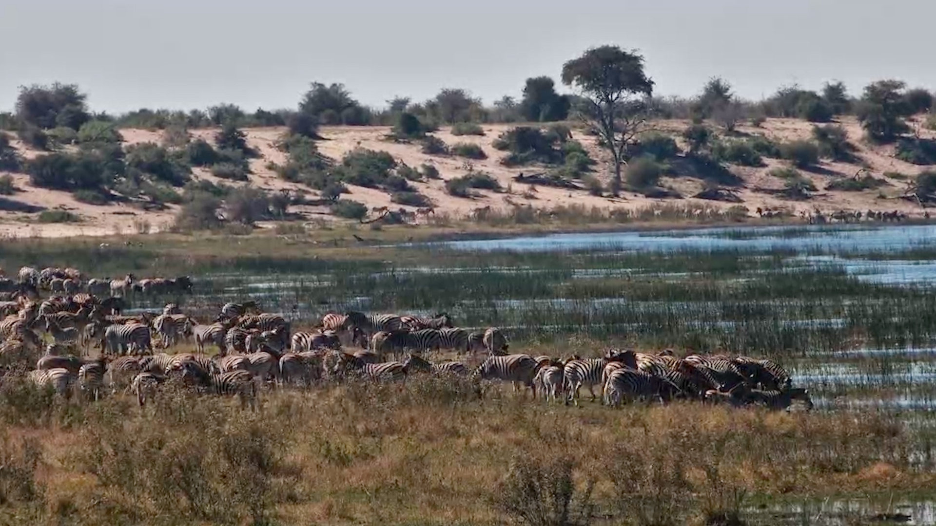 Moela Comes Alive With Zebras