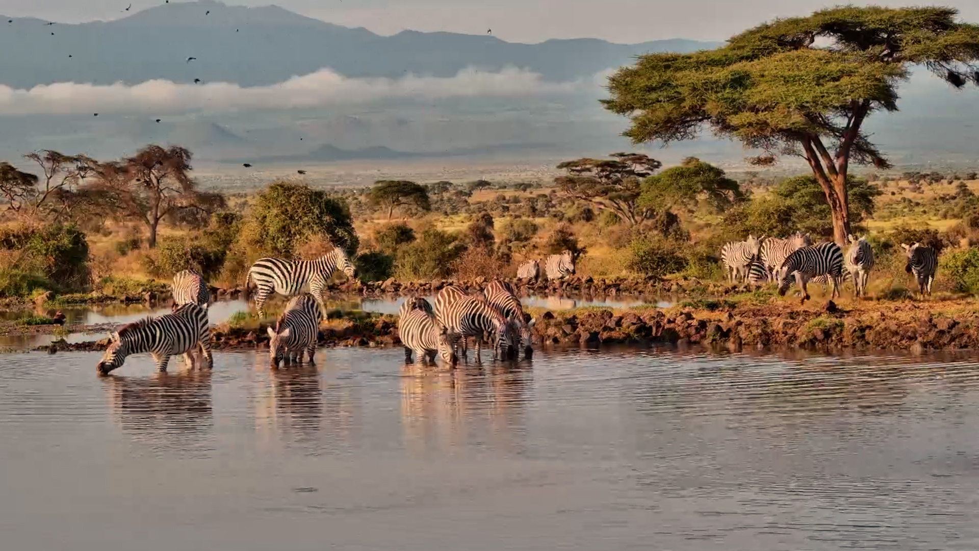 Zebra Herd Arrived Thirsty