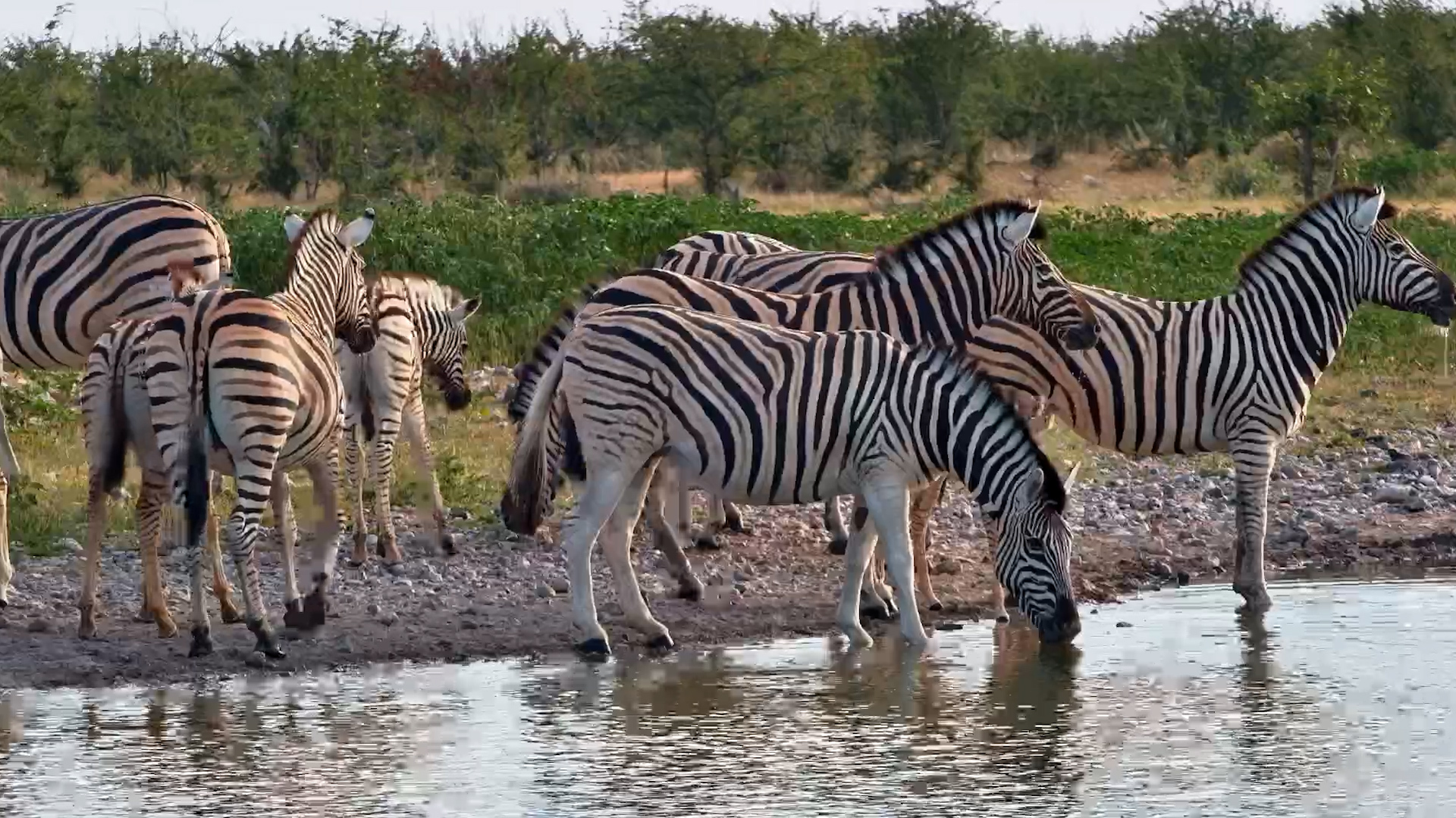 Zebra Water Break