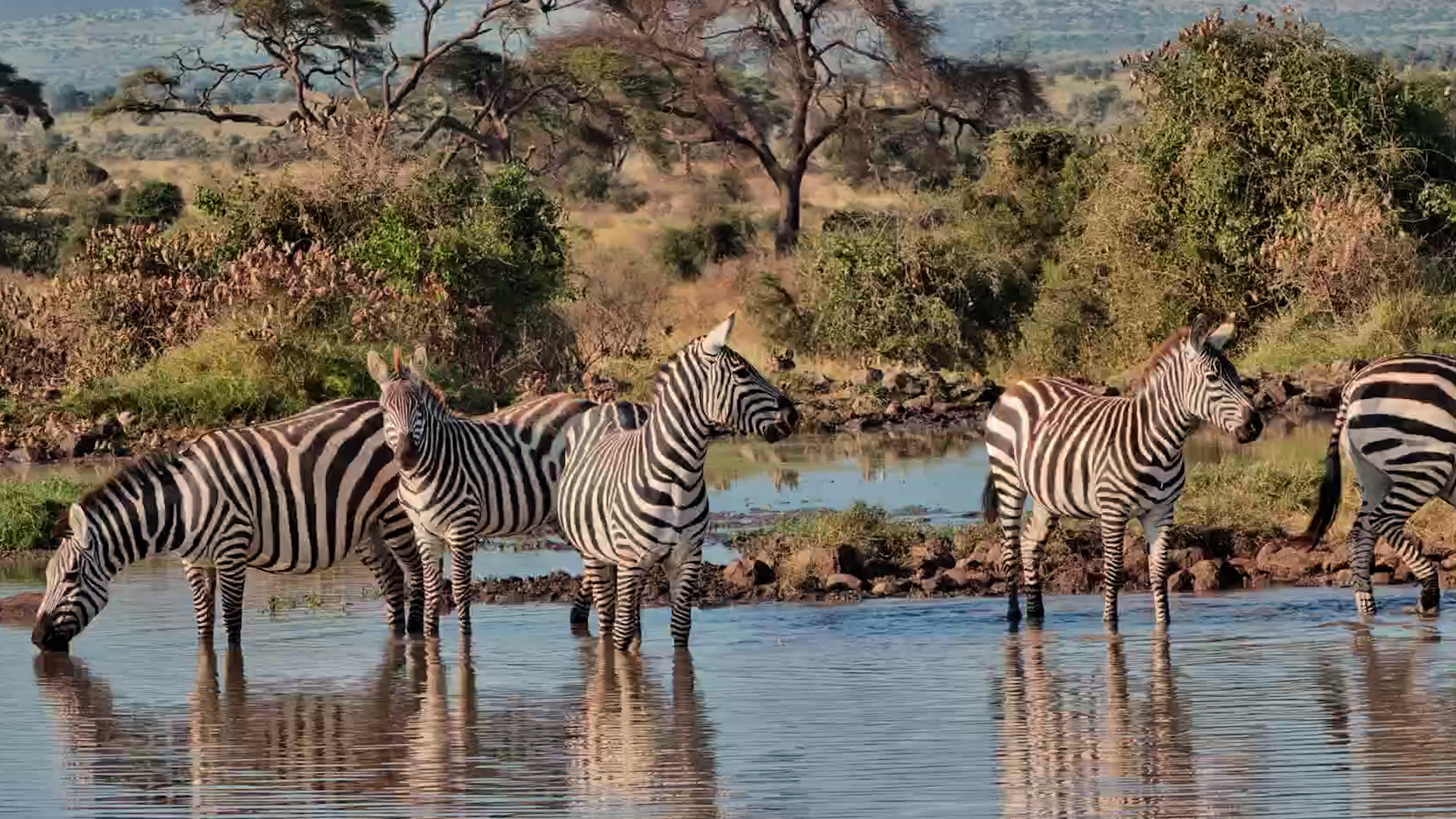 A Perfect Gathering of Stripes
