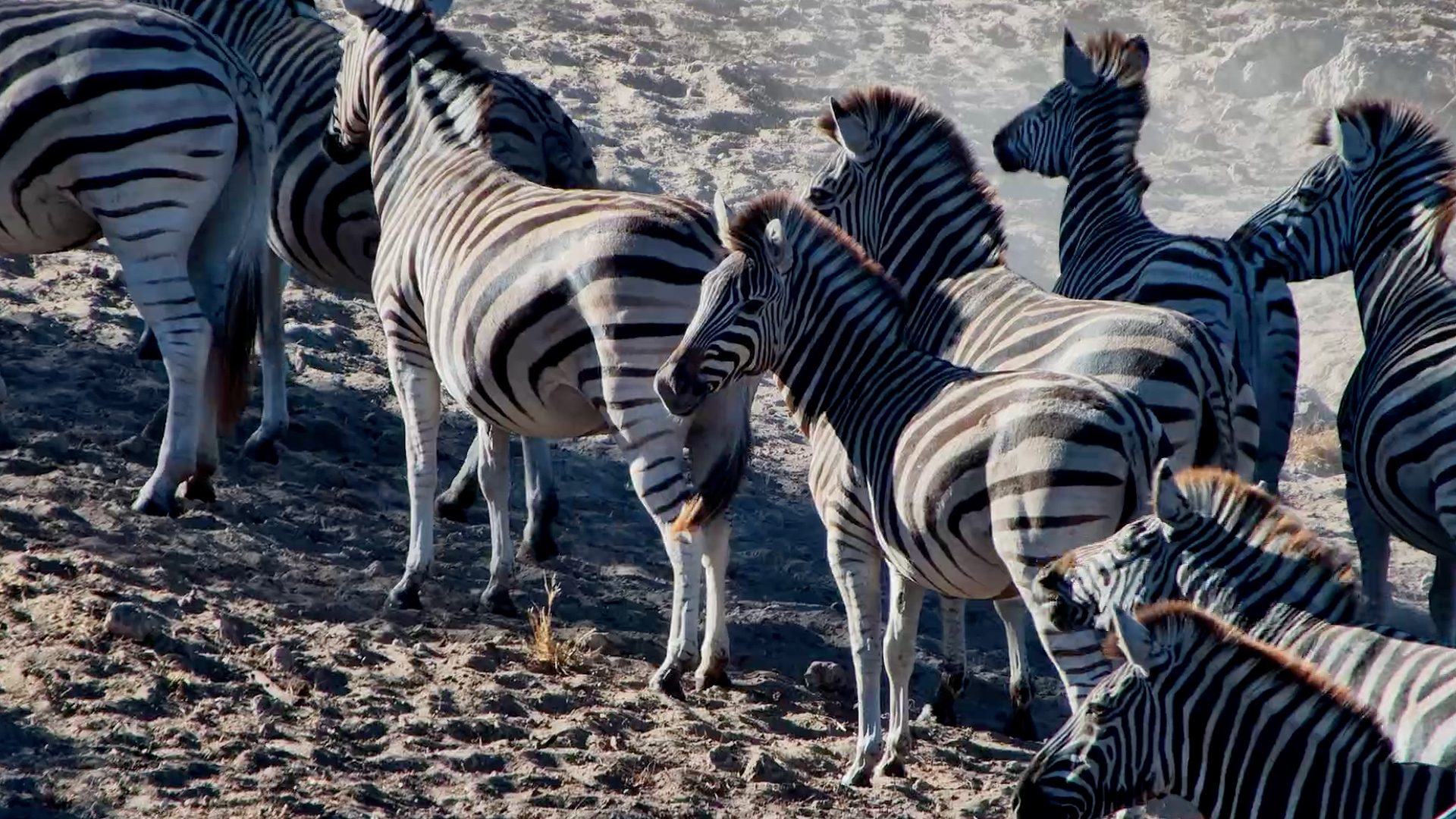 Watch the Zebras Make Their Way Down to Drink