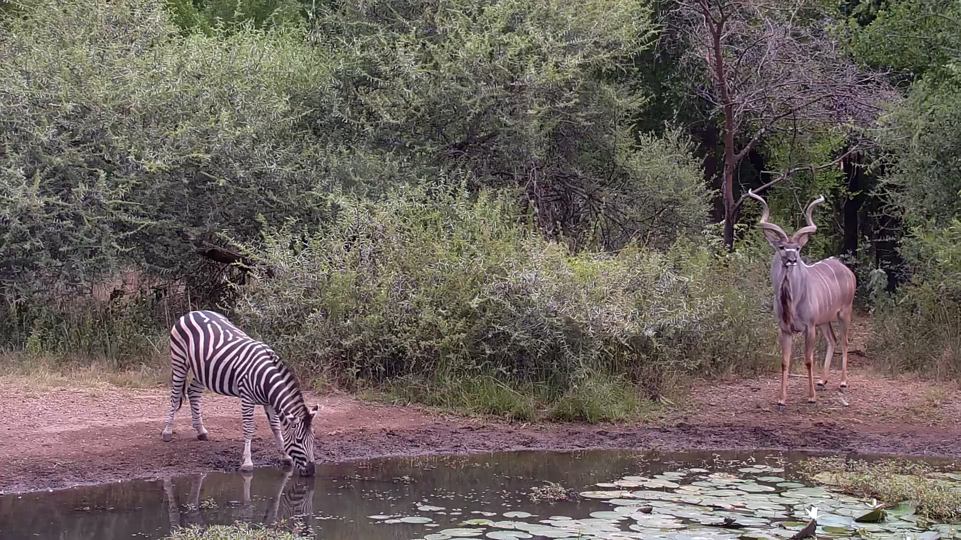 Peaceful Moments at Kwa Maritane