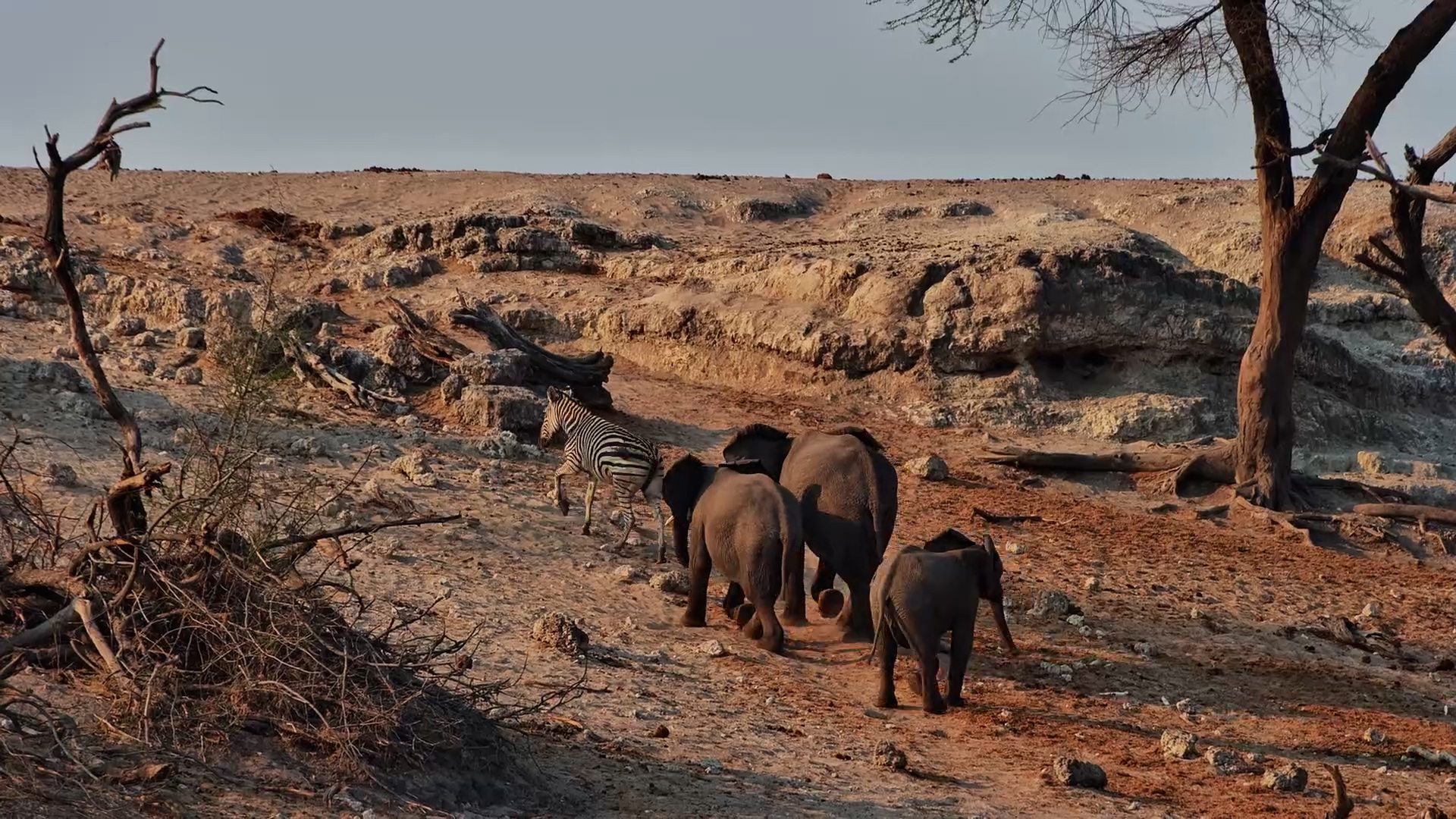 Injured Zebra Meets Elephants at Waterhole