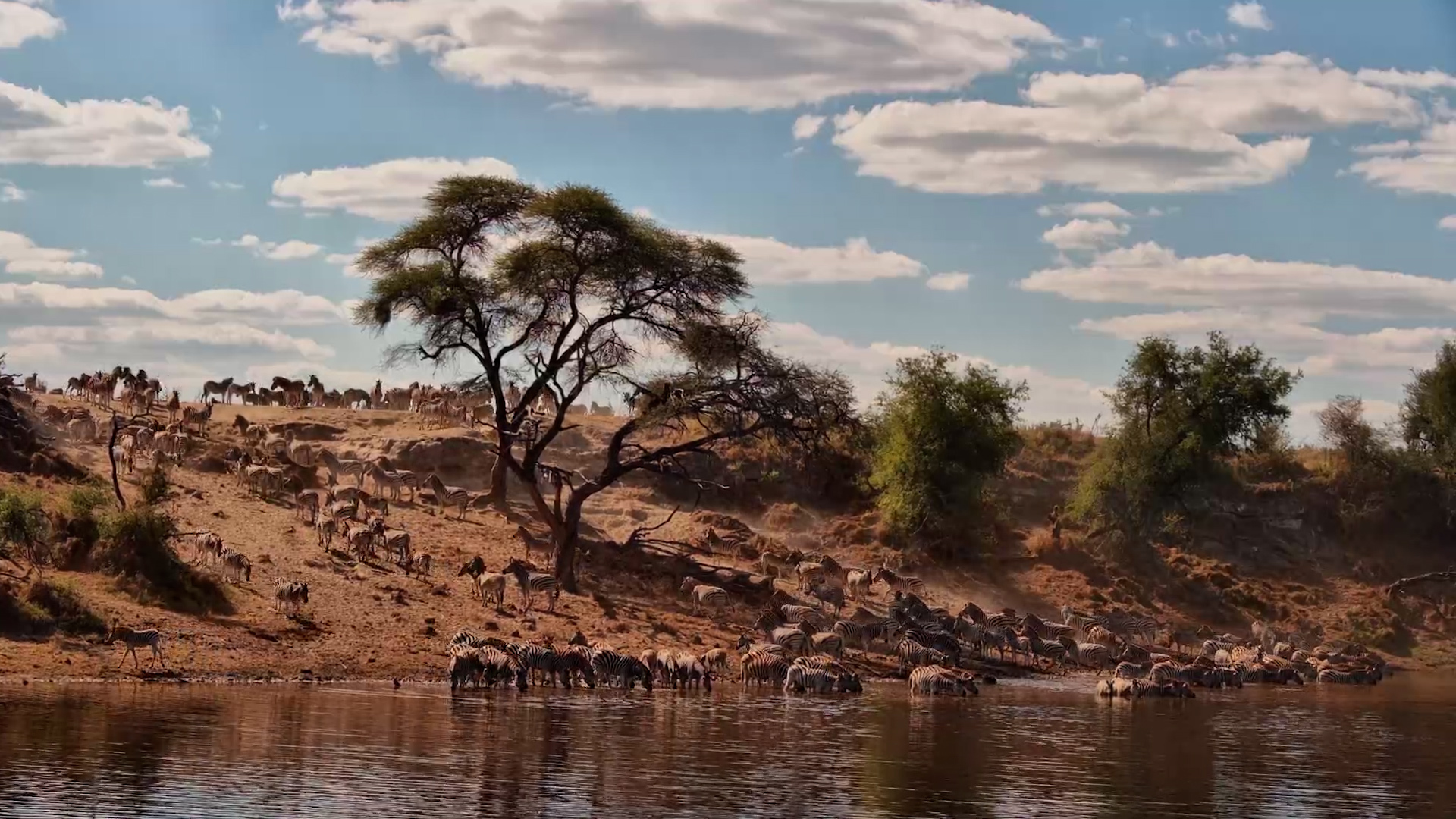 A Zebra Highway in Timelapse