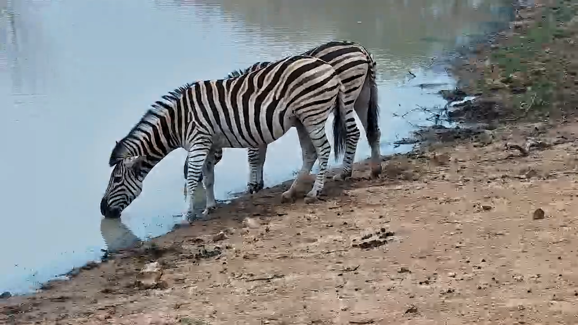 Zebra Pair Stops for a Drink at the Waterhole