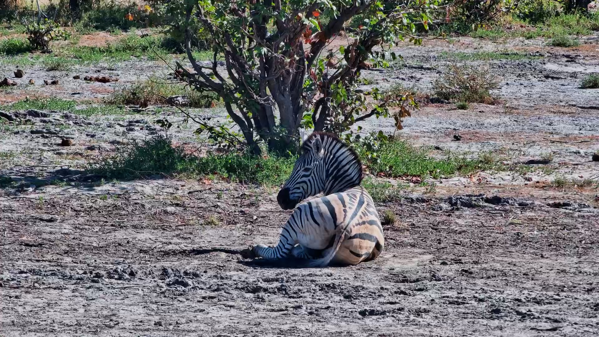 Zebra Found the Perfect Dust Bath