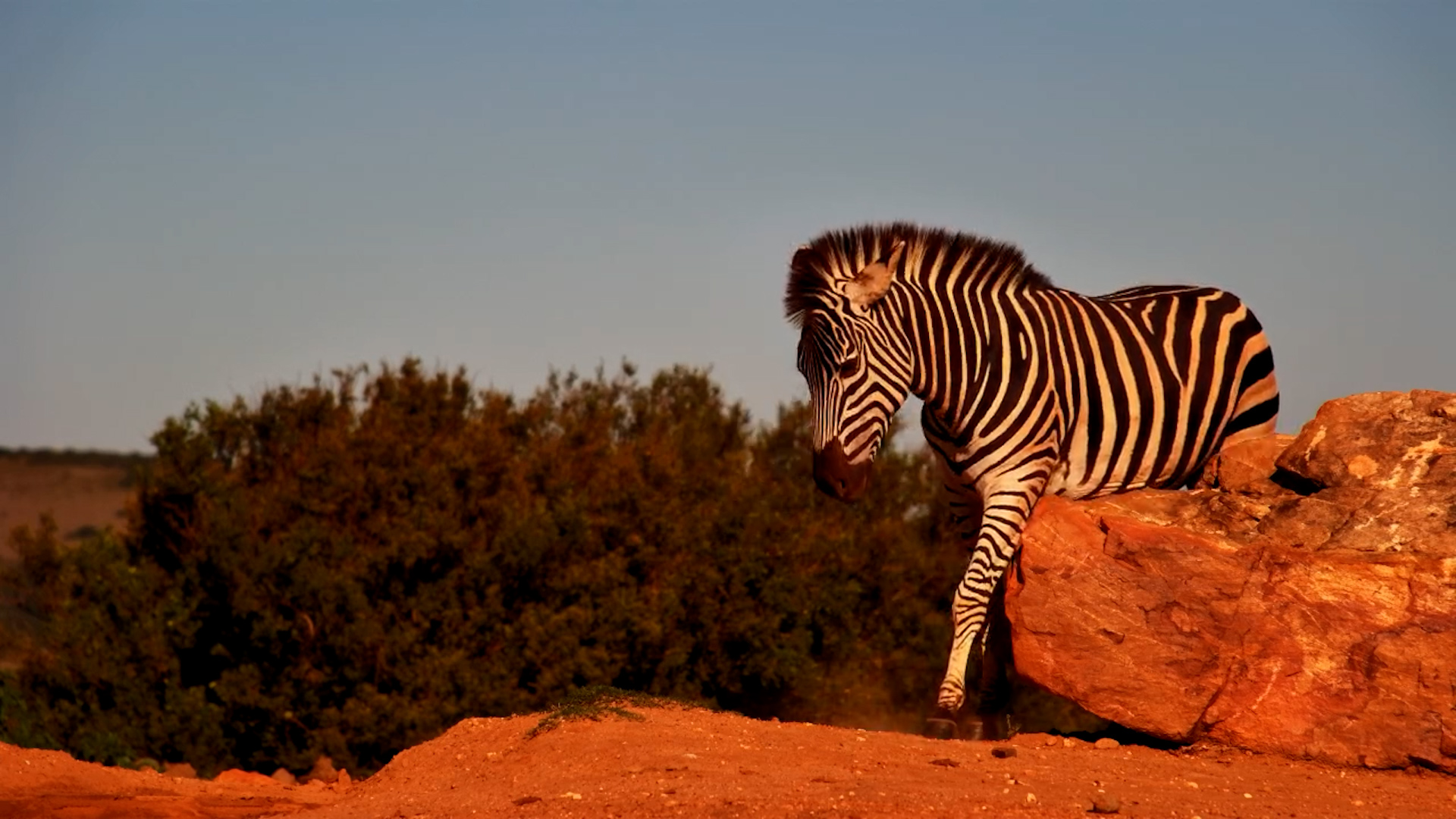 Zebra Self-Care at the Waterhole