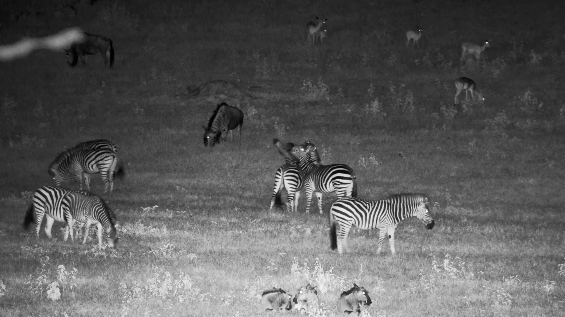 Two Zebras Go Head-to-Head