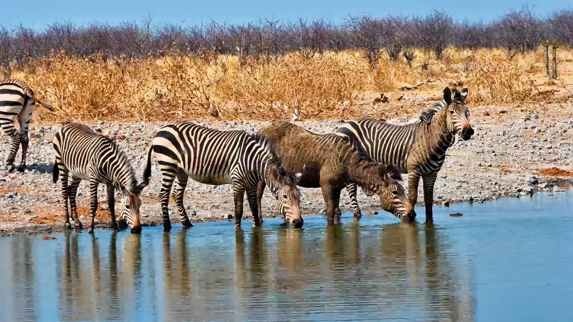 Dirty Mountain Zebras Quench Their Thirst