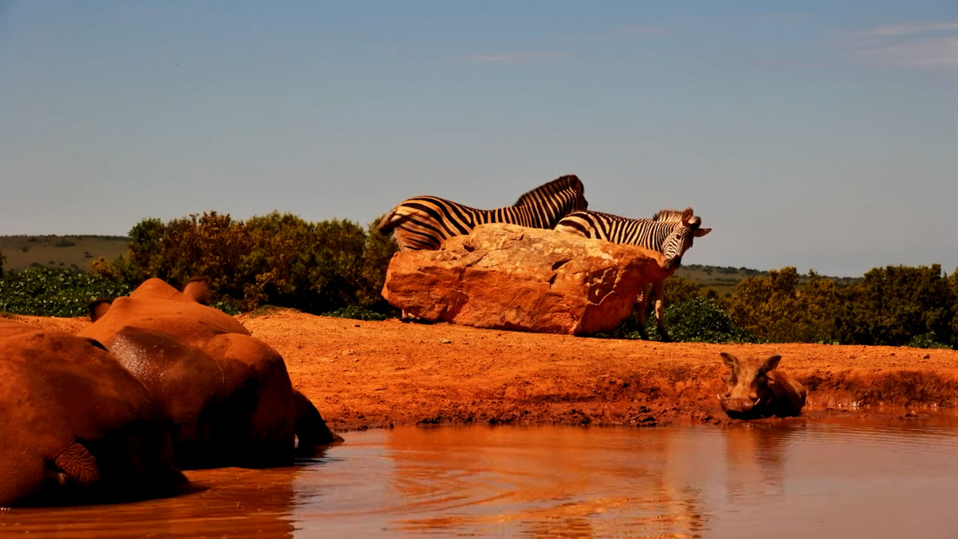 Zebra, Warthog & Rhino Share the Waterhole