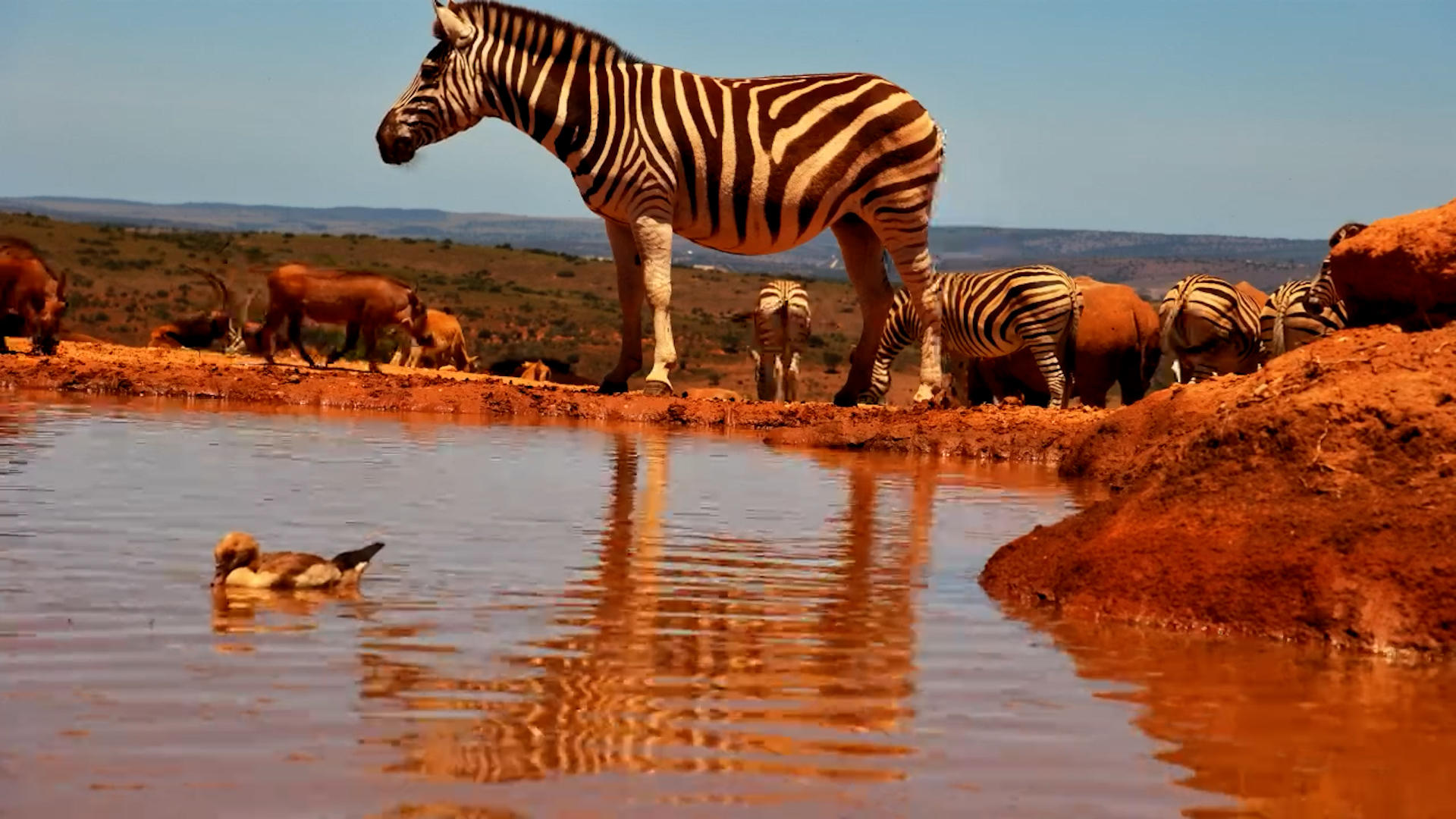 Zebra & Warthogs Chill at Founders