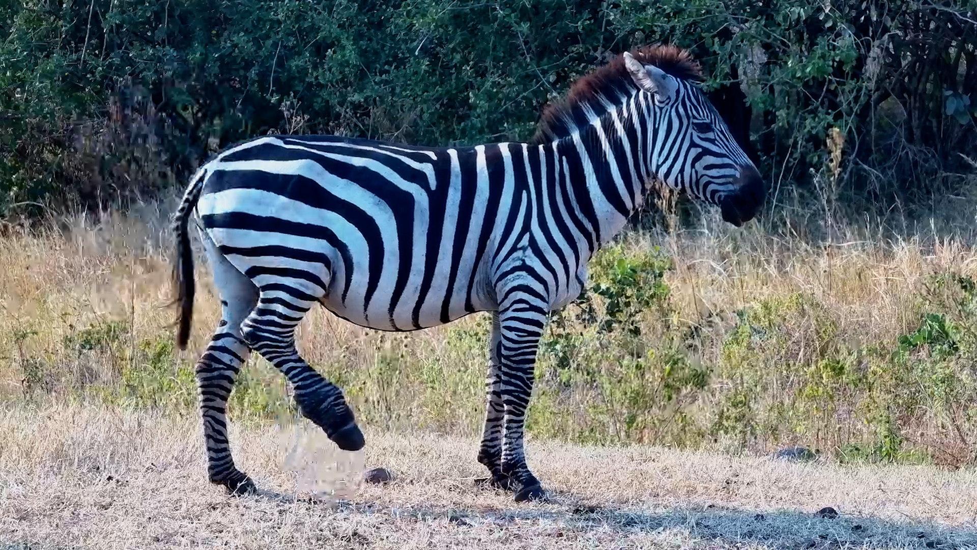 This Injured Zebra Kept Moving With the Herd
